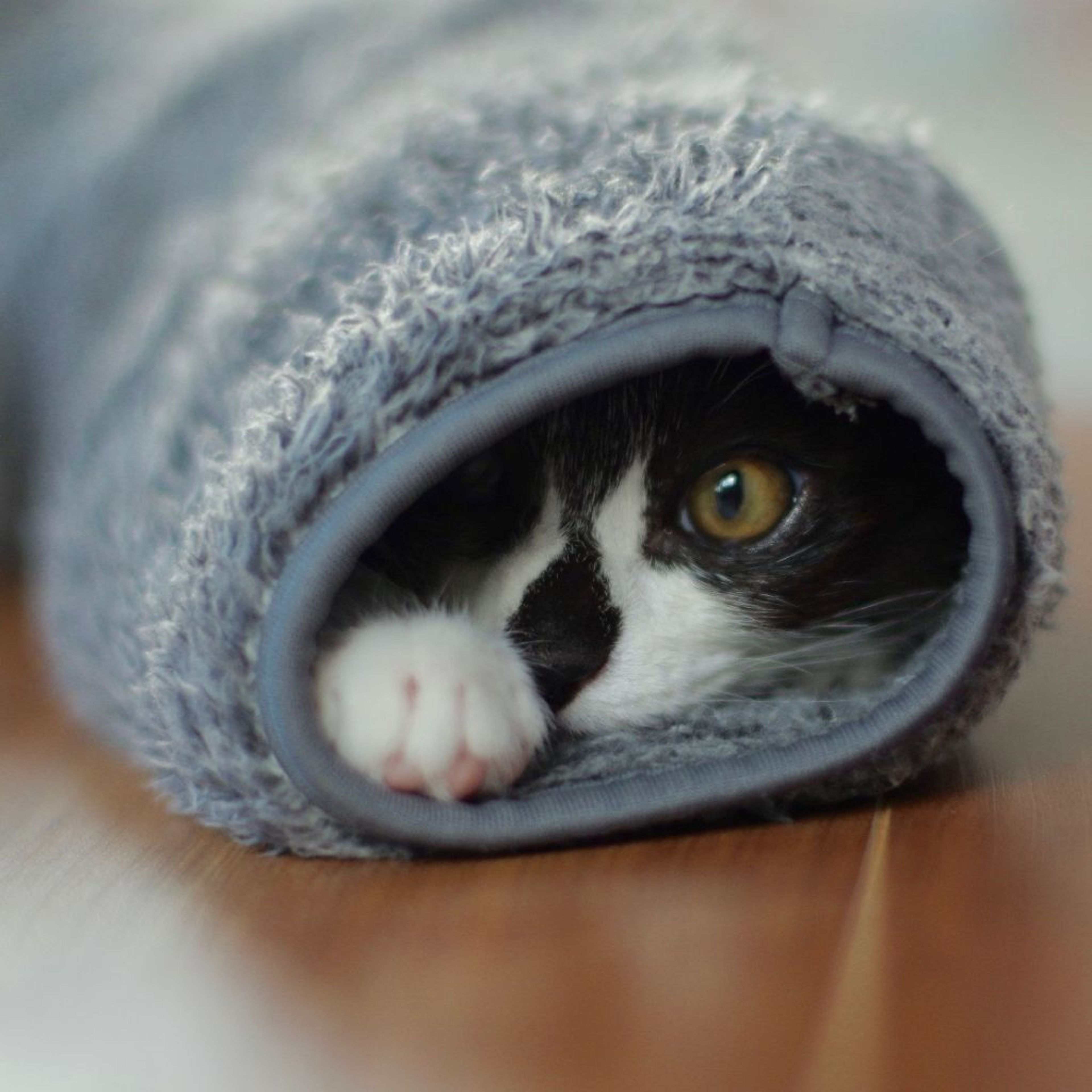 pet-image-4
