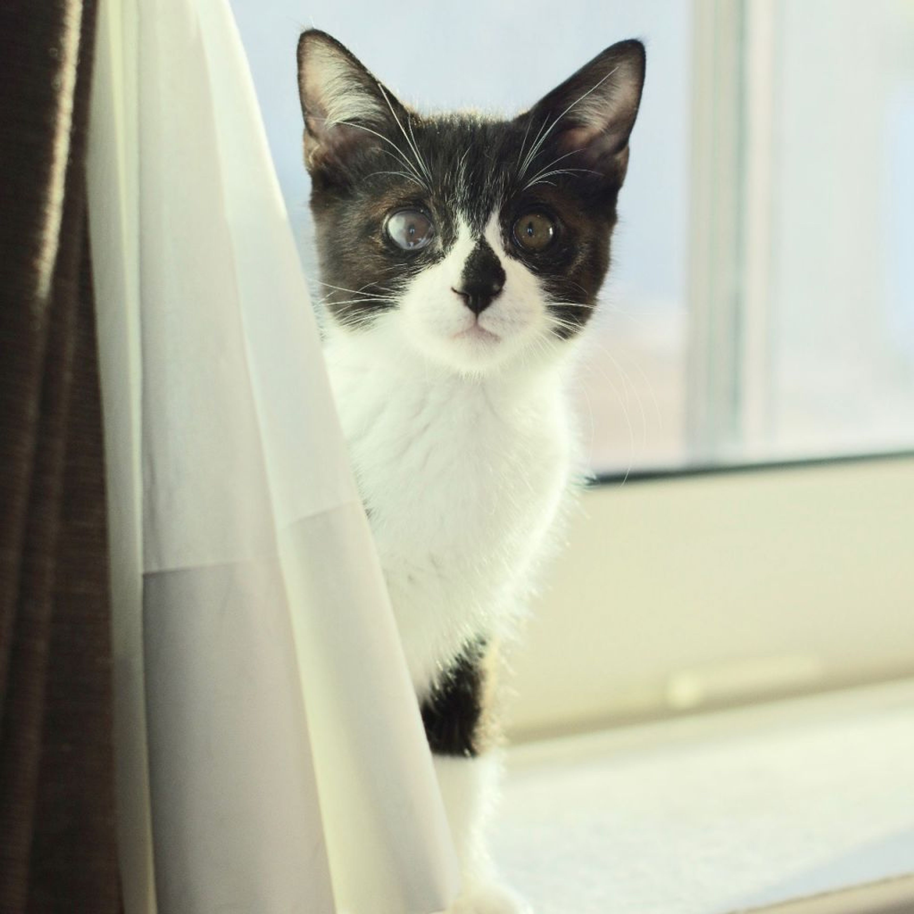 pet-image-5