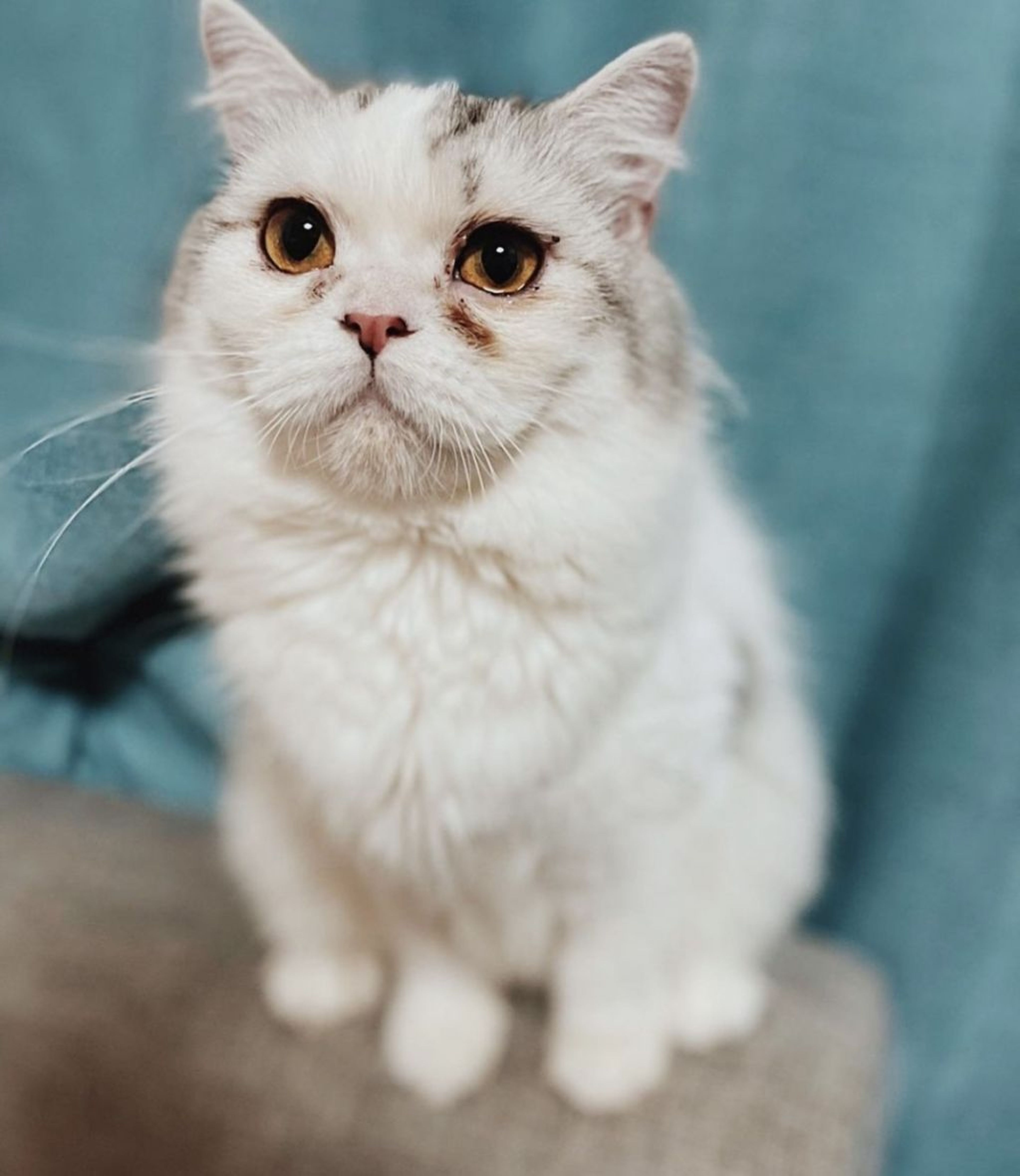 スコティッシュフォールド・メスの里親募集の写真