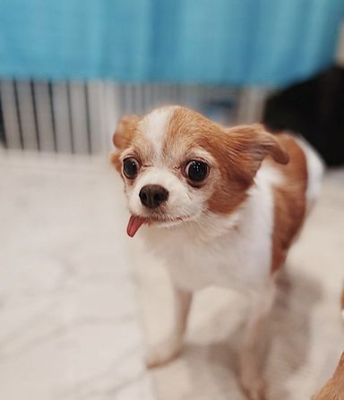 ずんだの写真