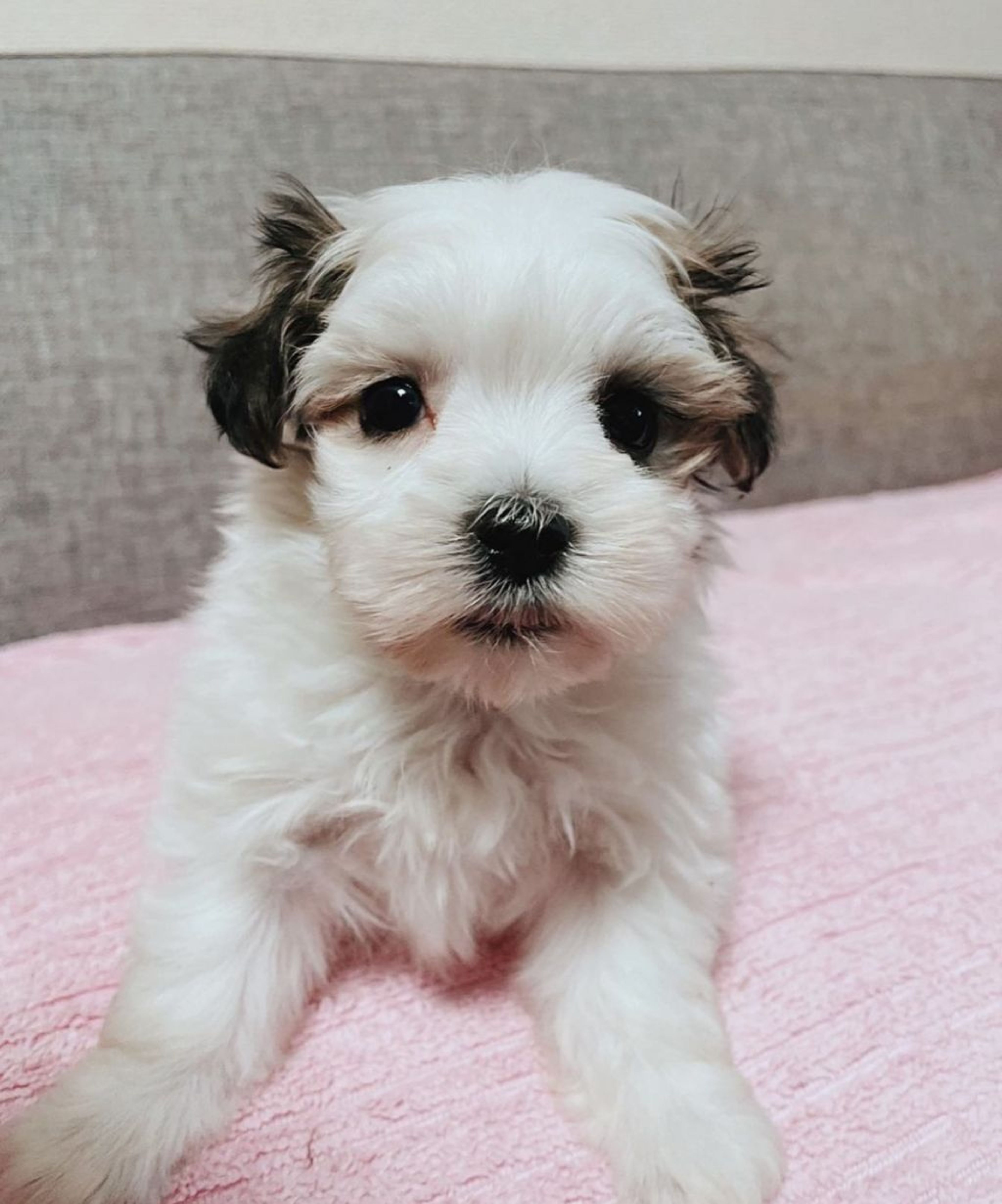 雑種（ミックス犬）・オスの里親募集の写真