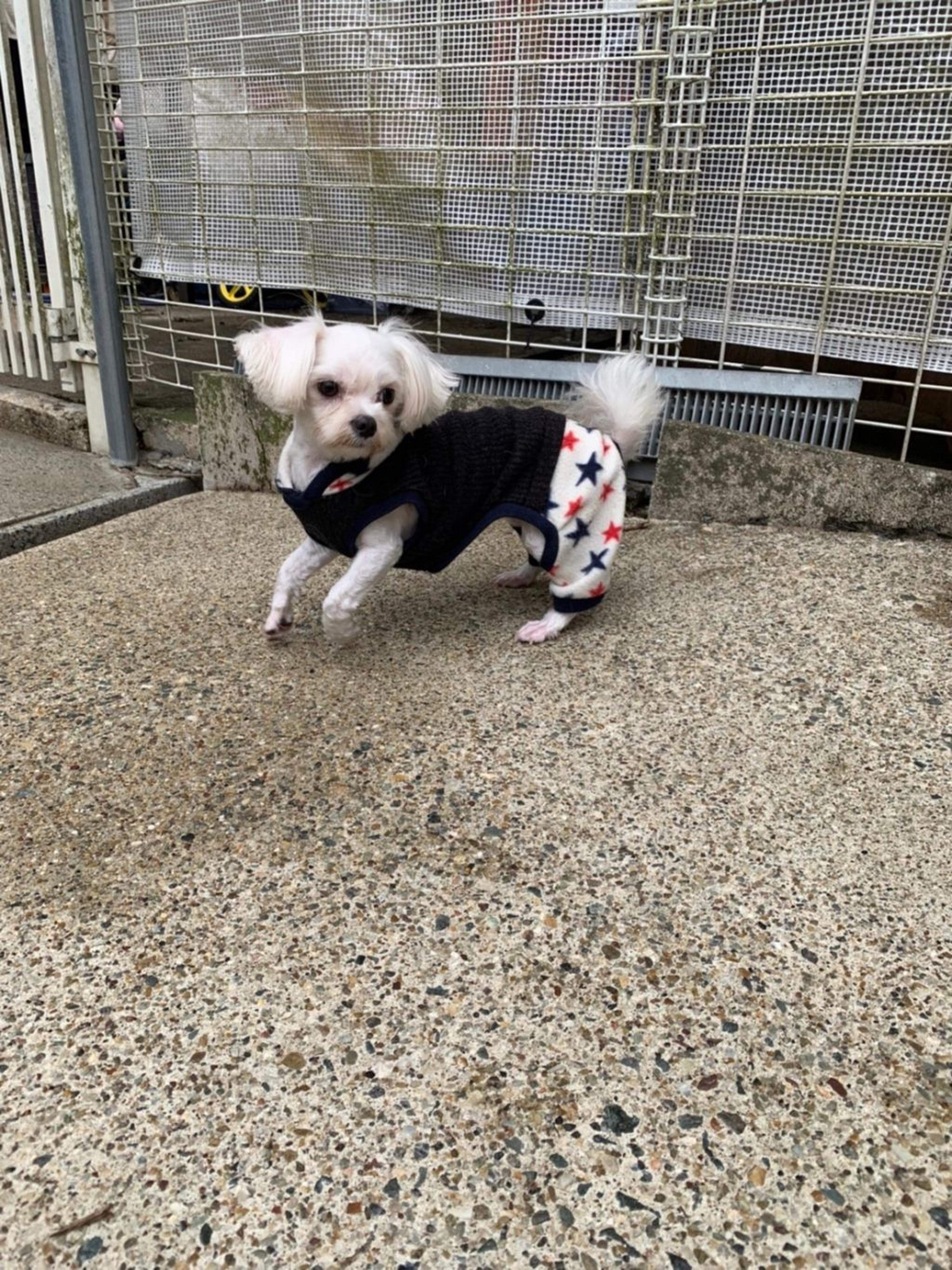 pet-image-3
