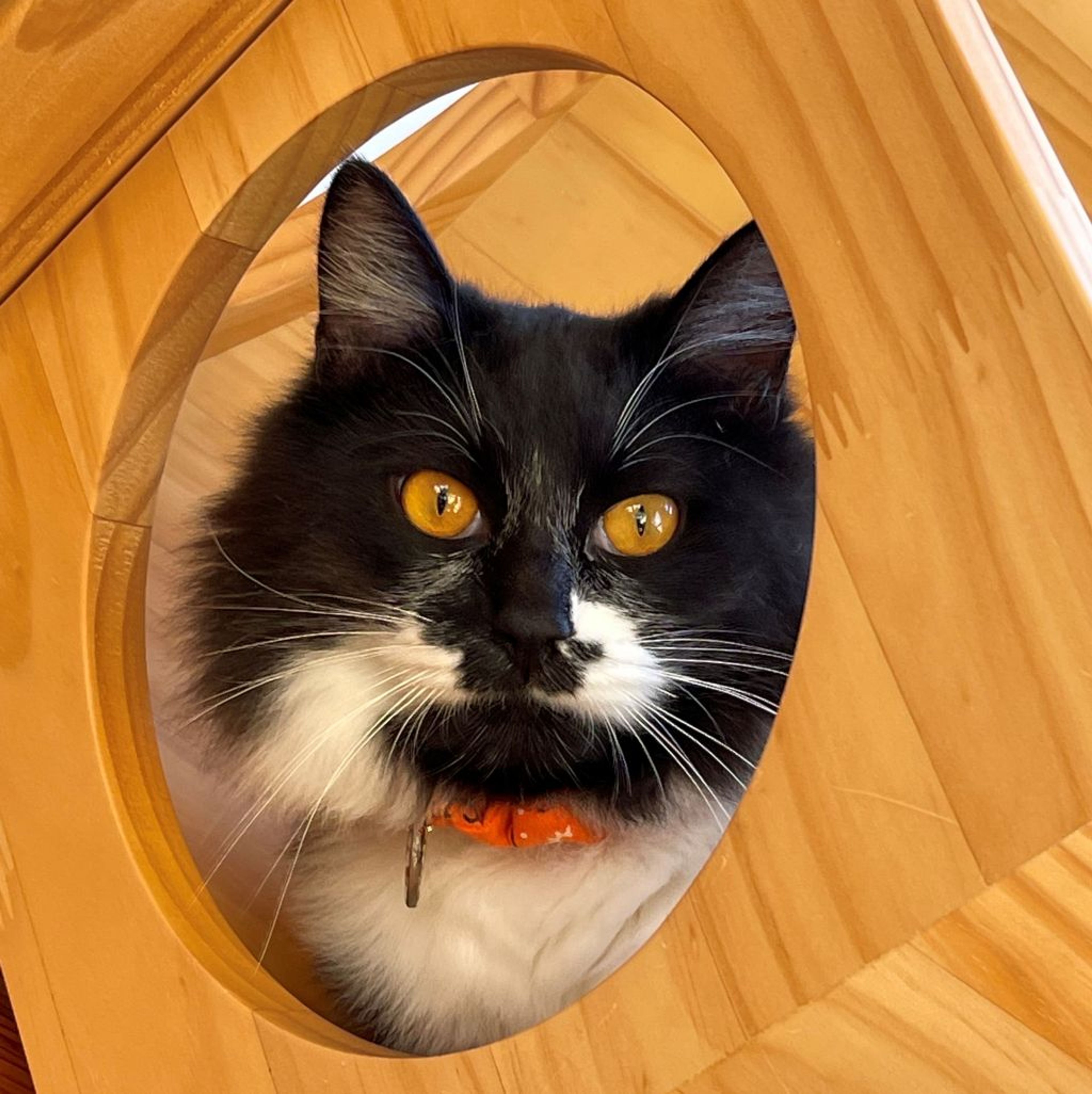 雑種（ミックス猫）・オスの里親募集の写真
