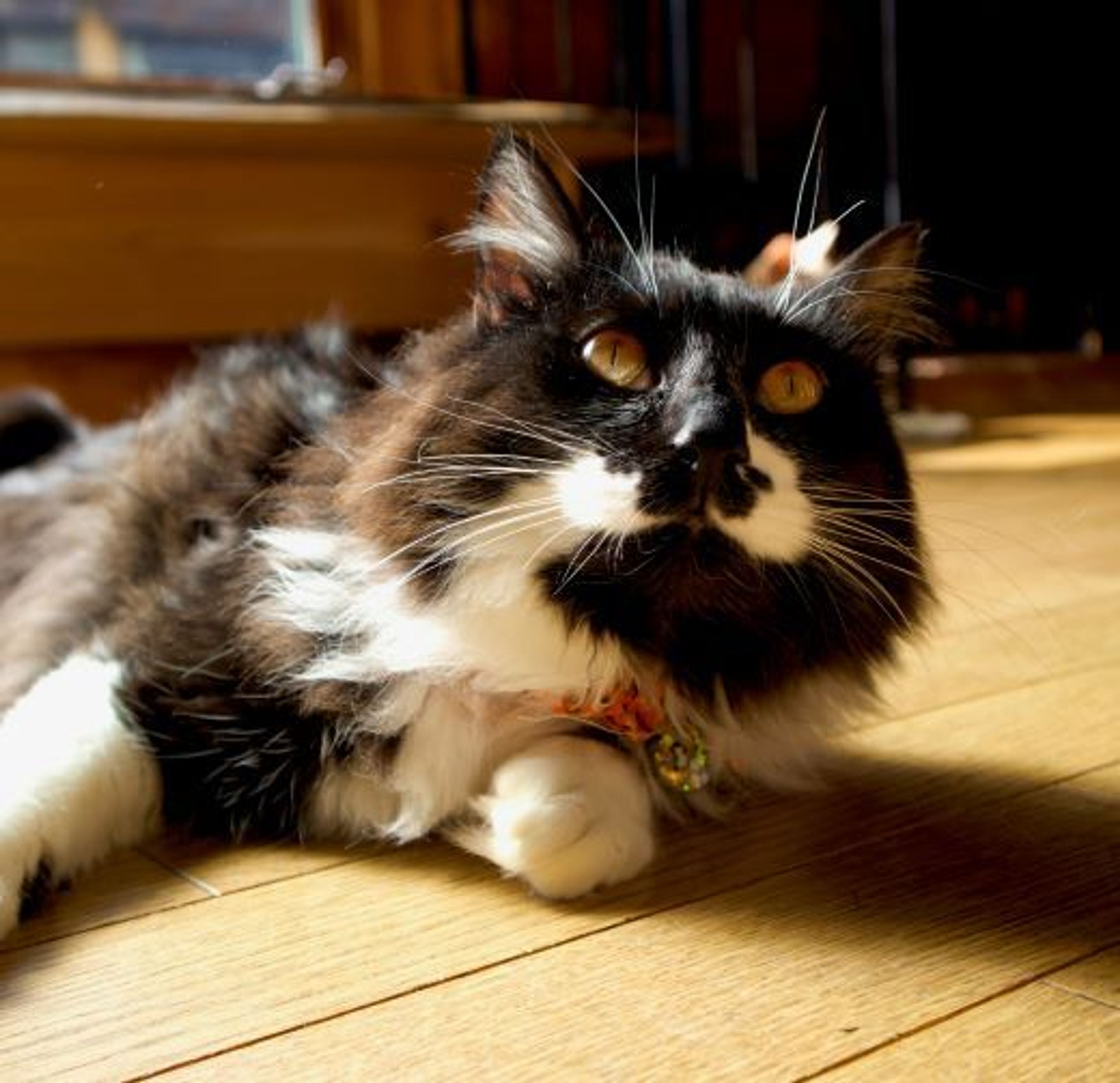 pet-image-3