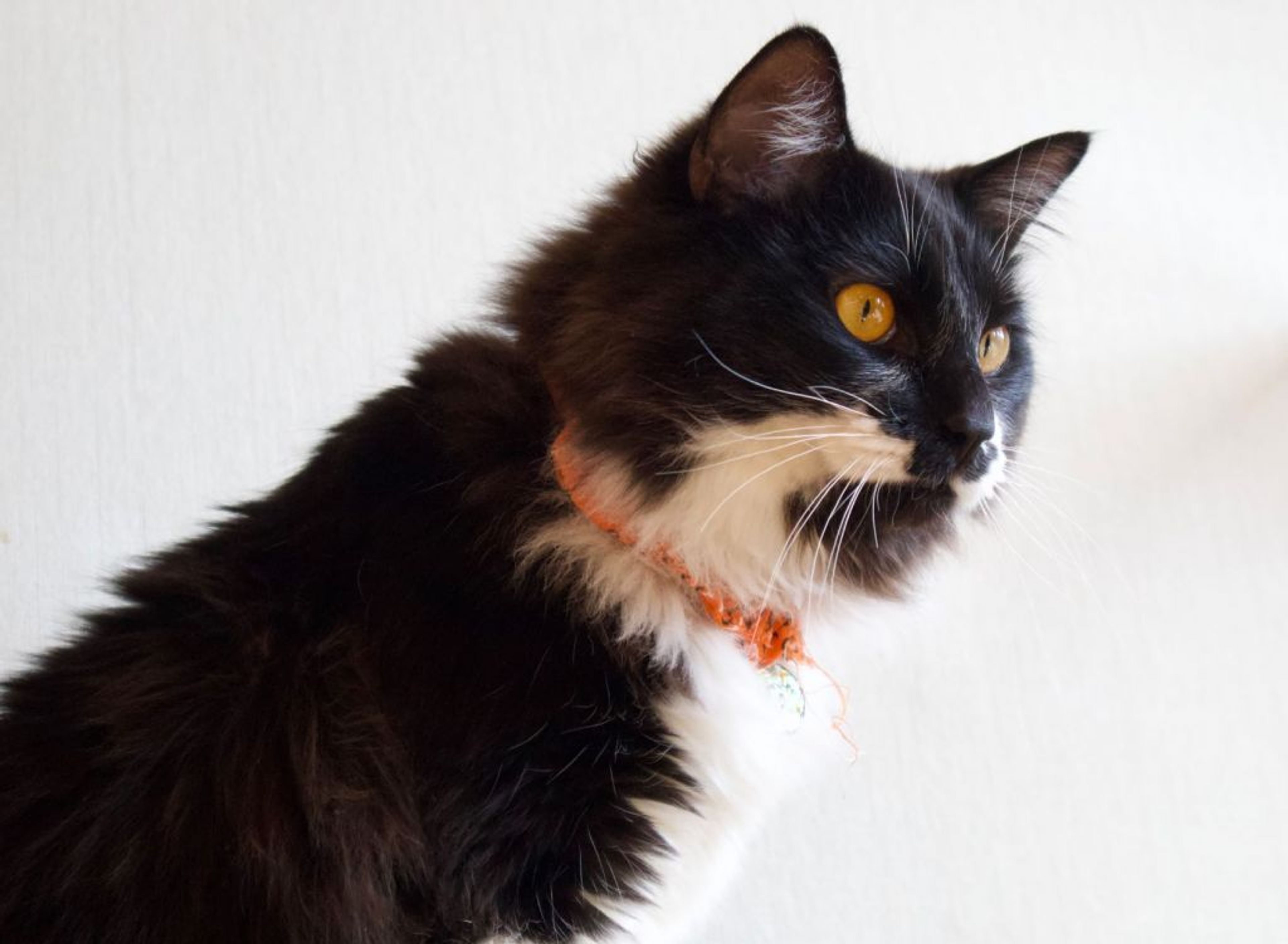 pet-image-4