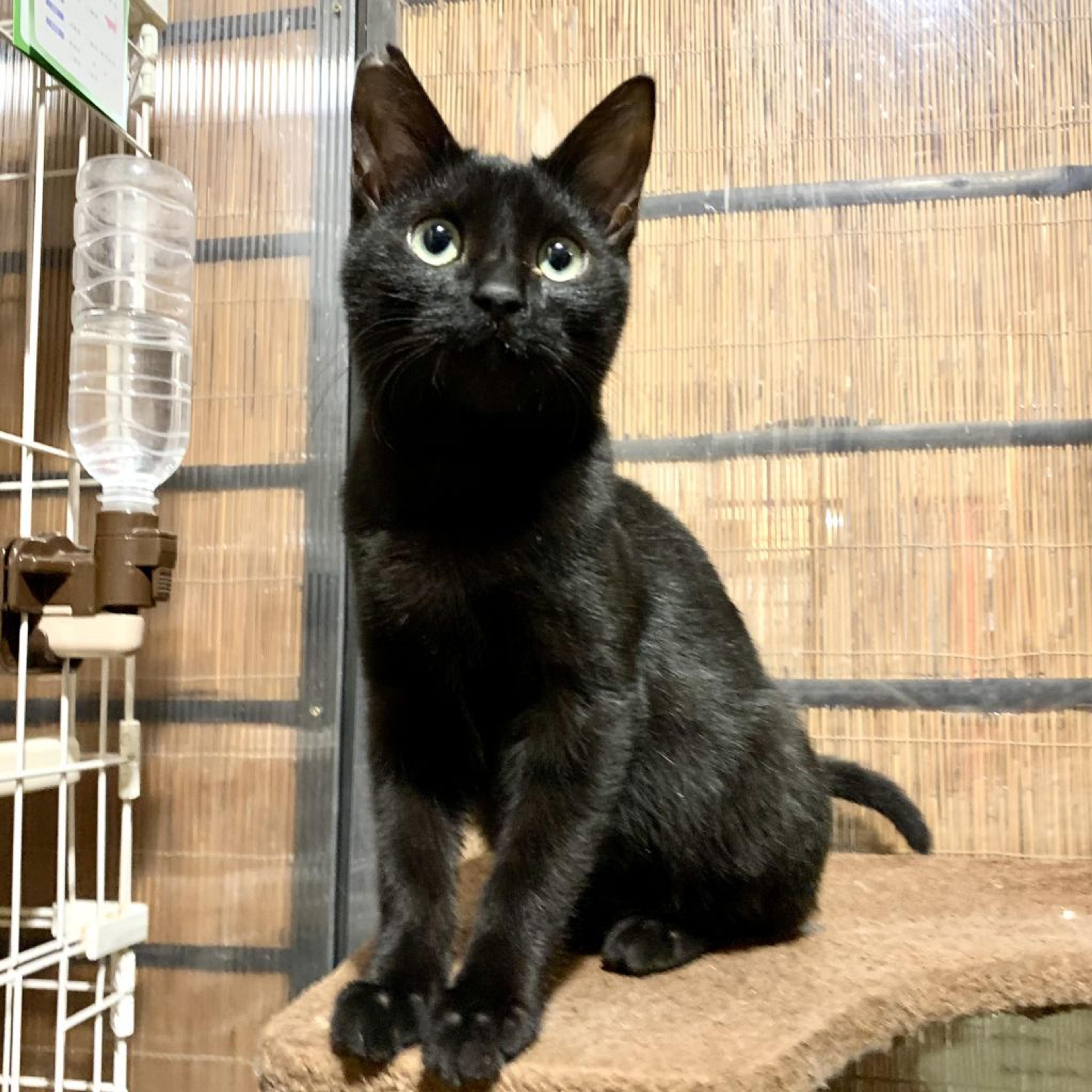 pet-image-2