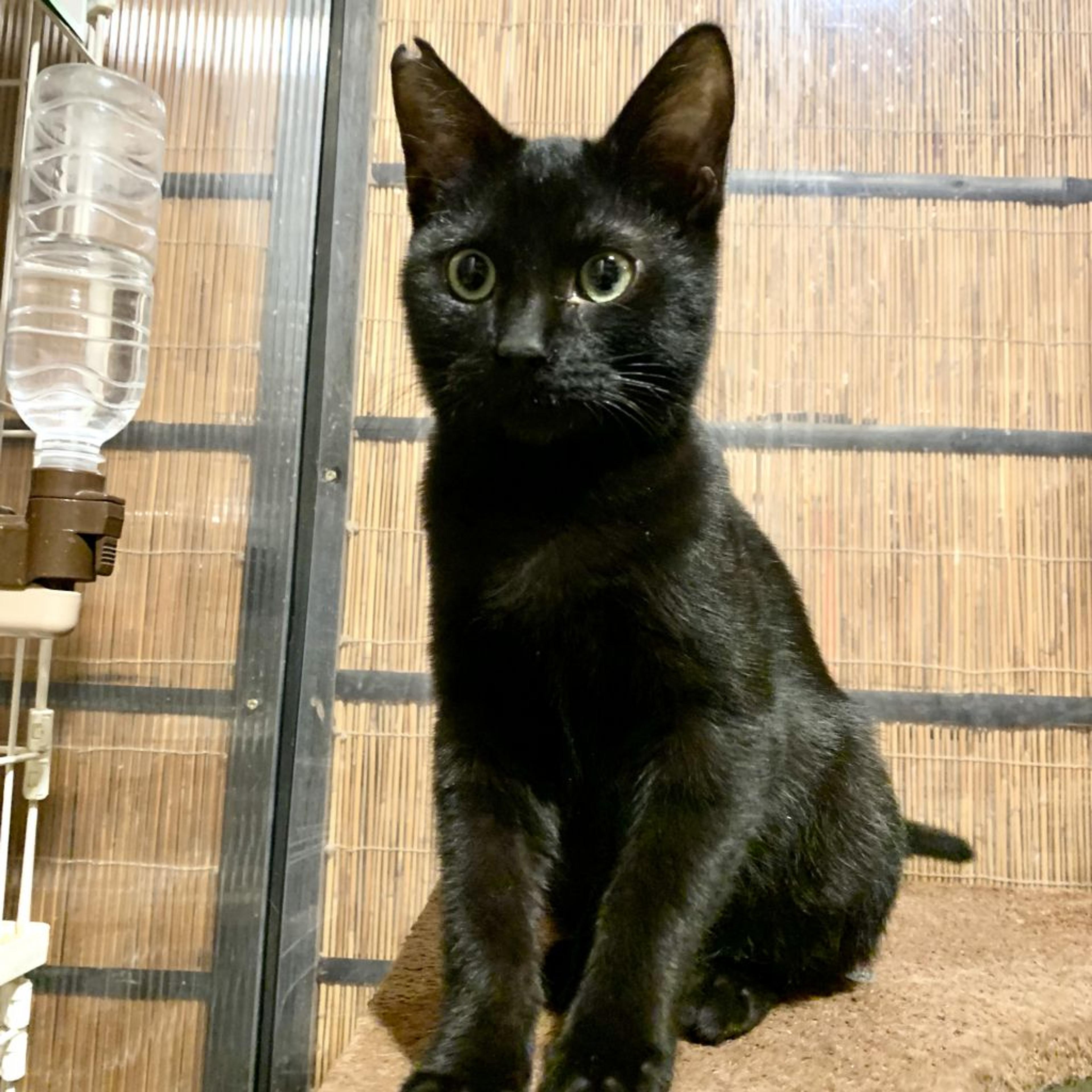 pet-image-3