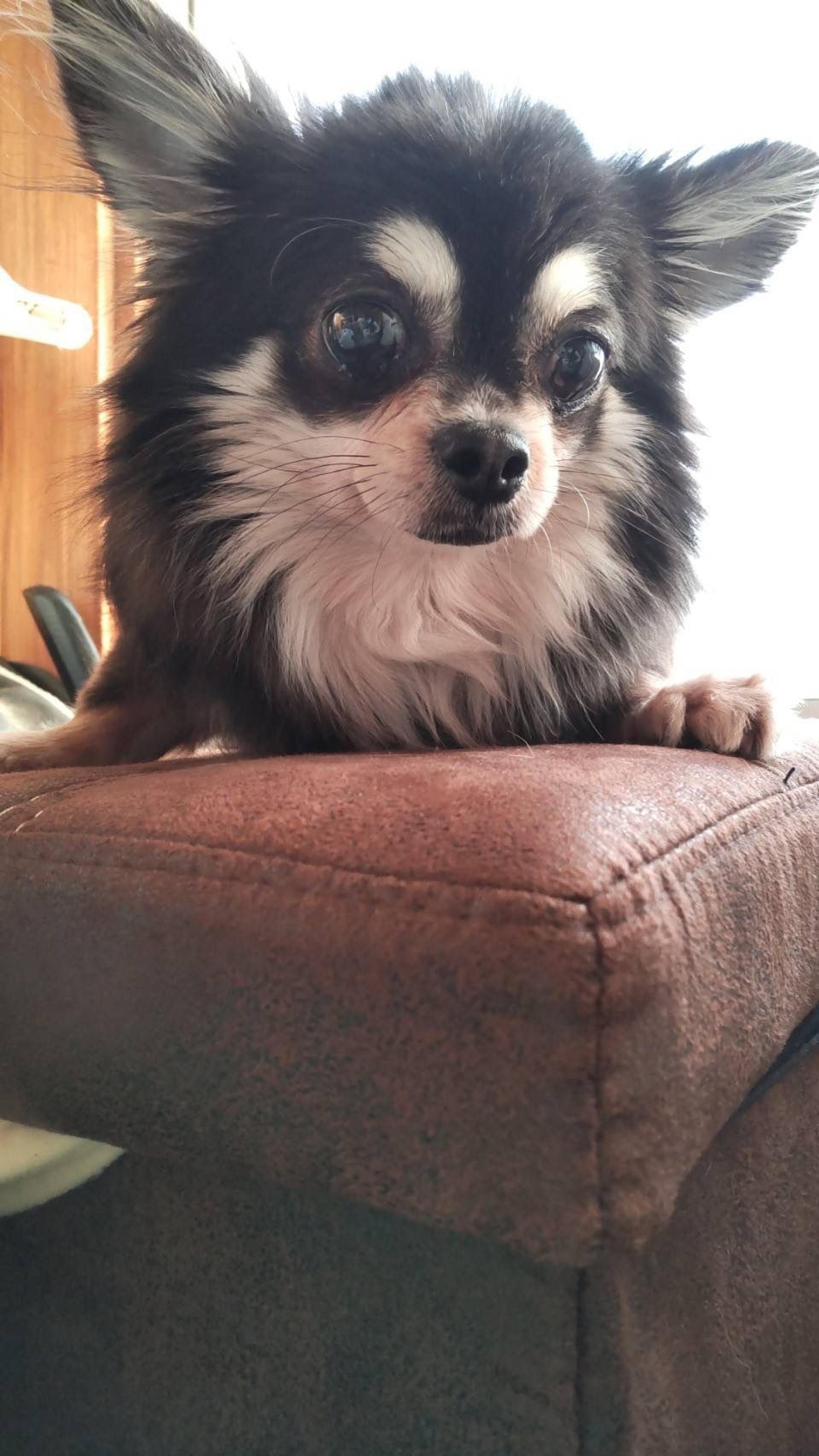 pet-image-3
