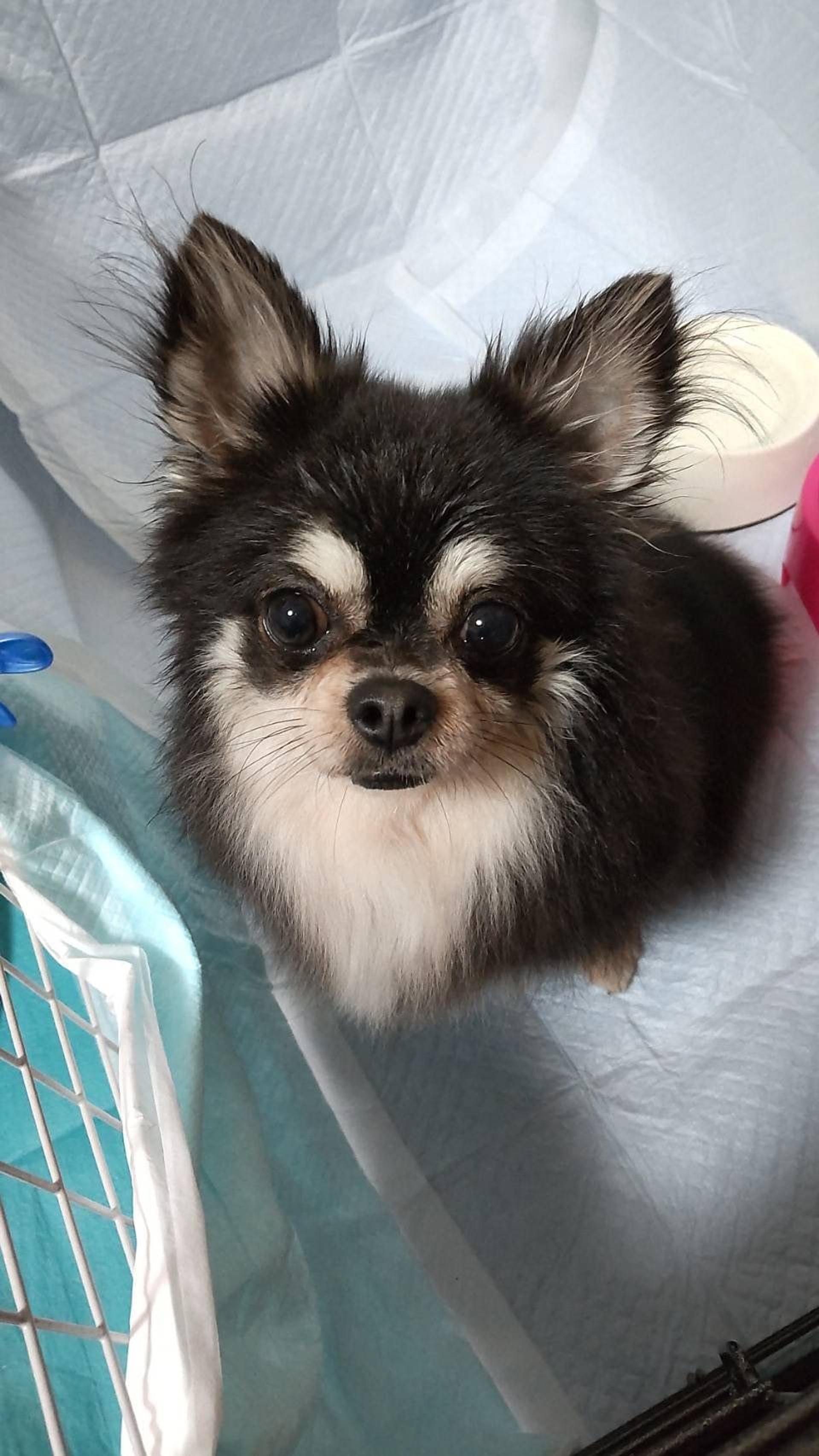 pet-image-4