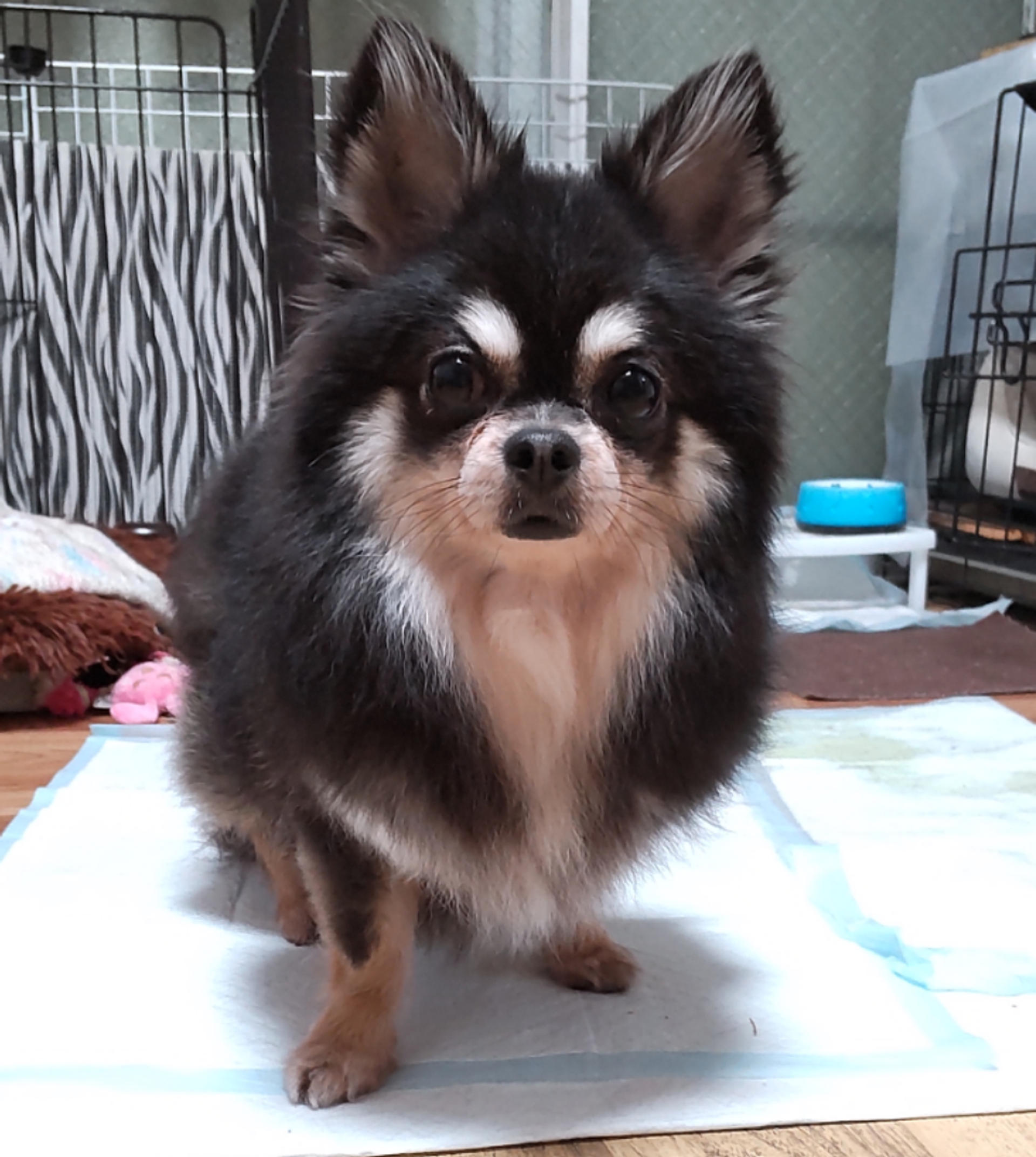pet-image-2