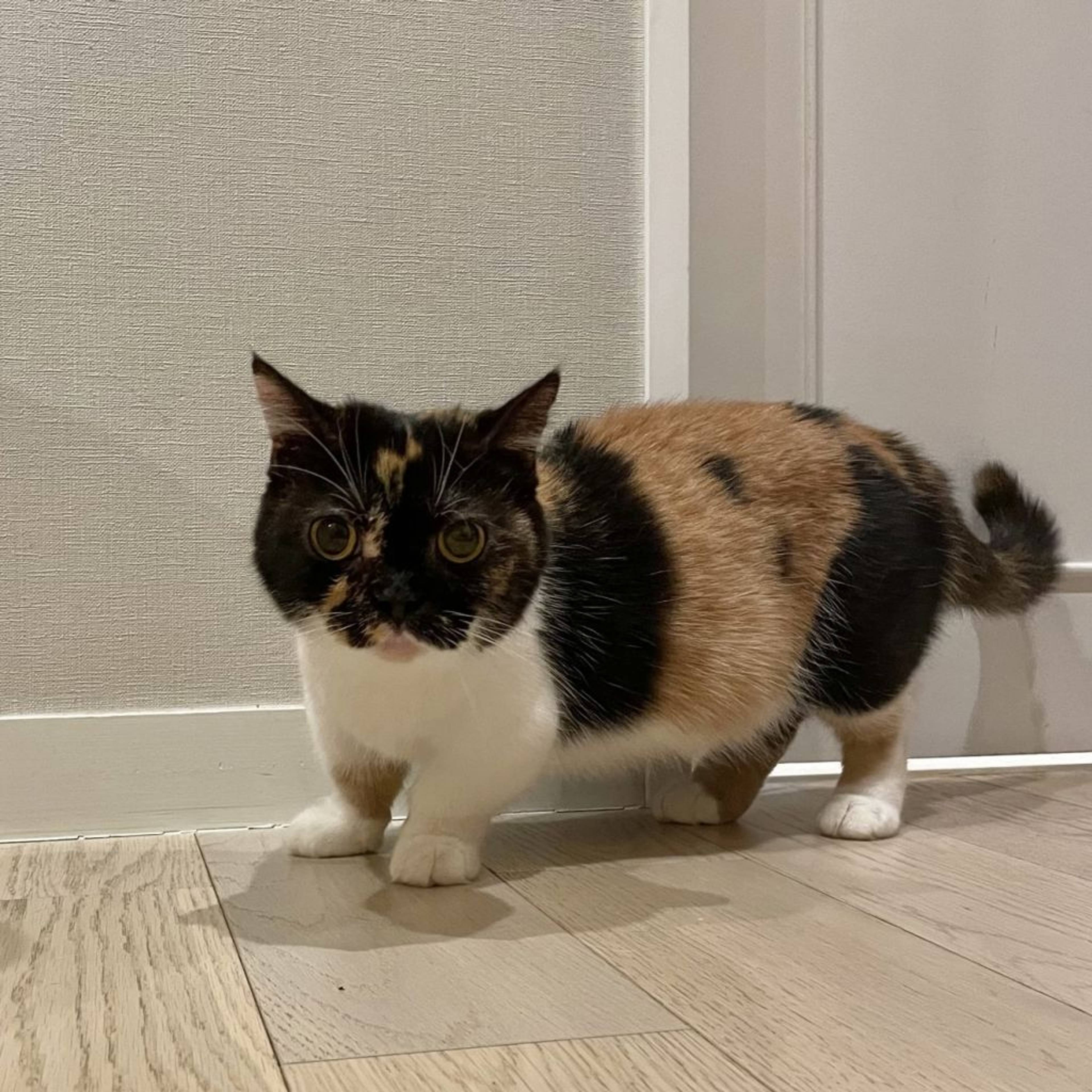 マンチカン・メスの里親募集の写真