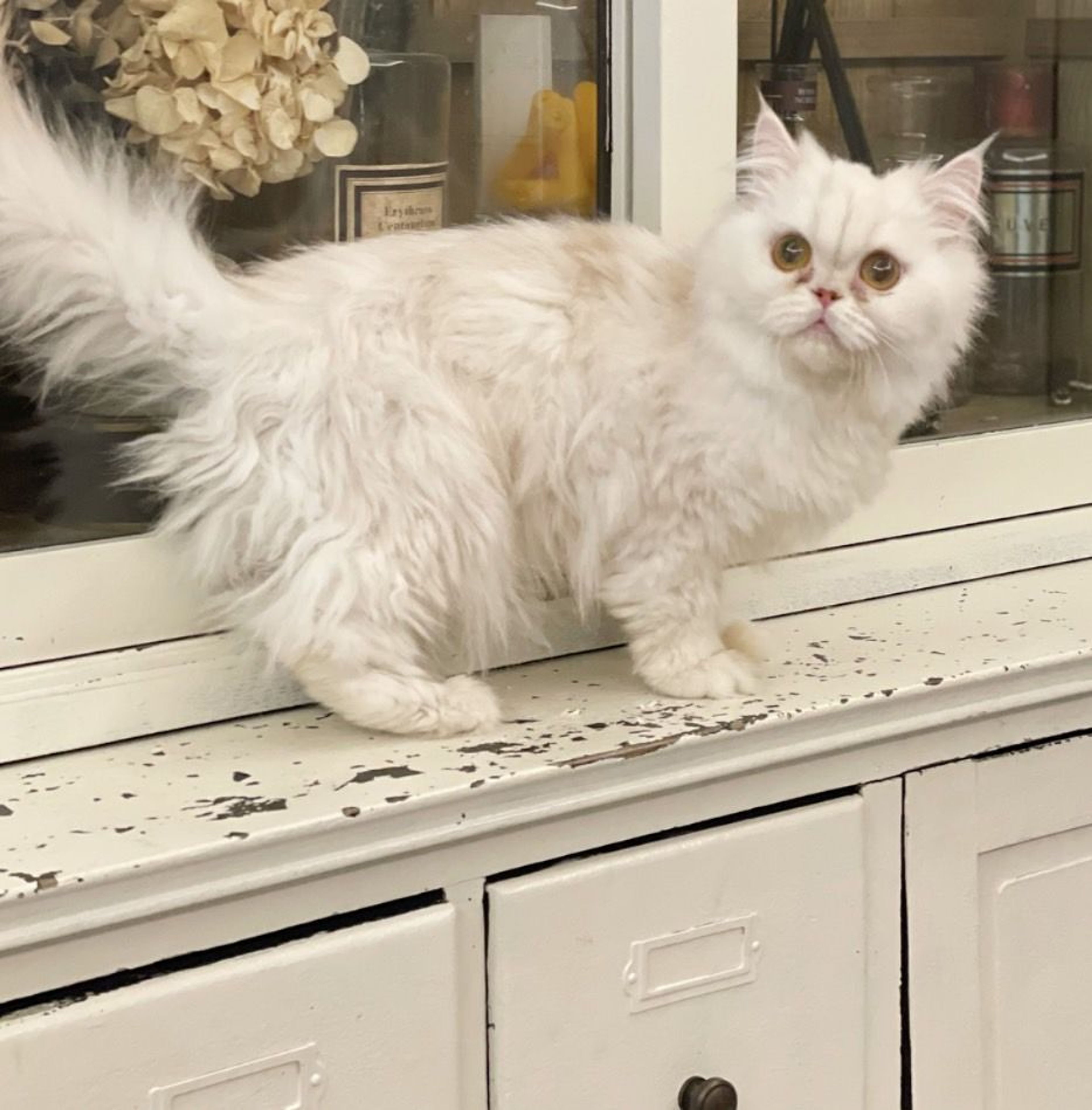 pet-image-2