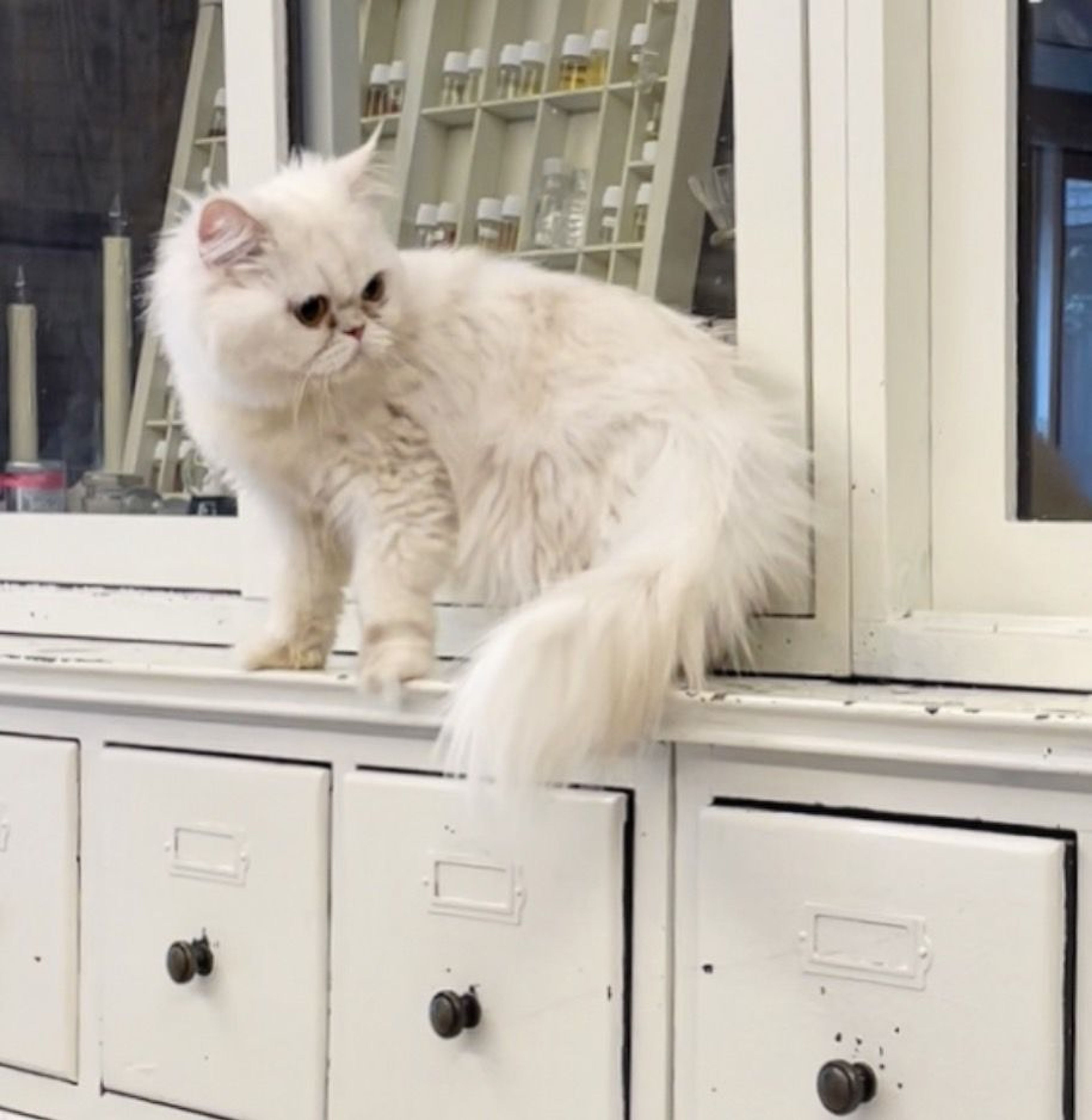 pet-image-3