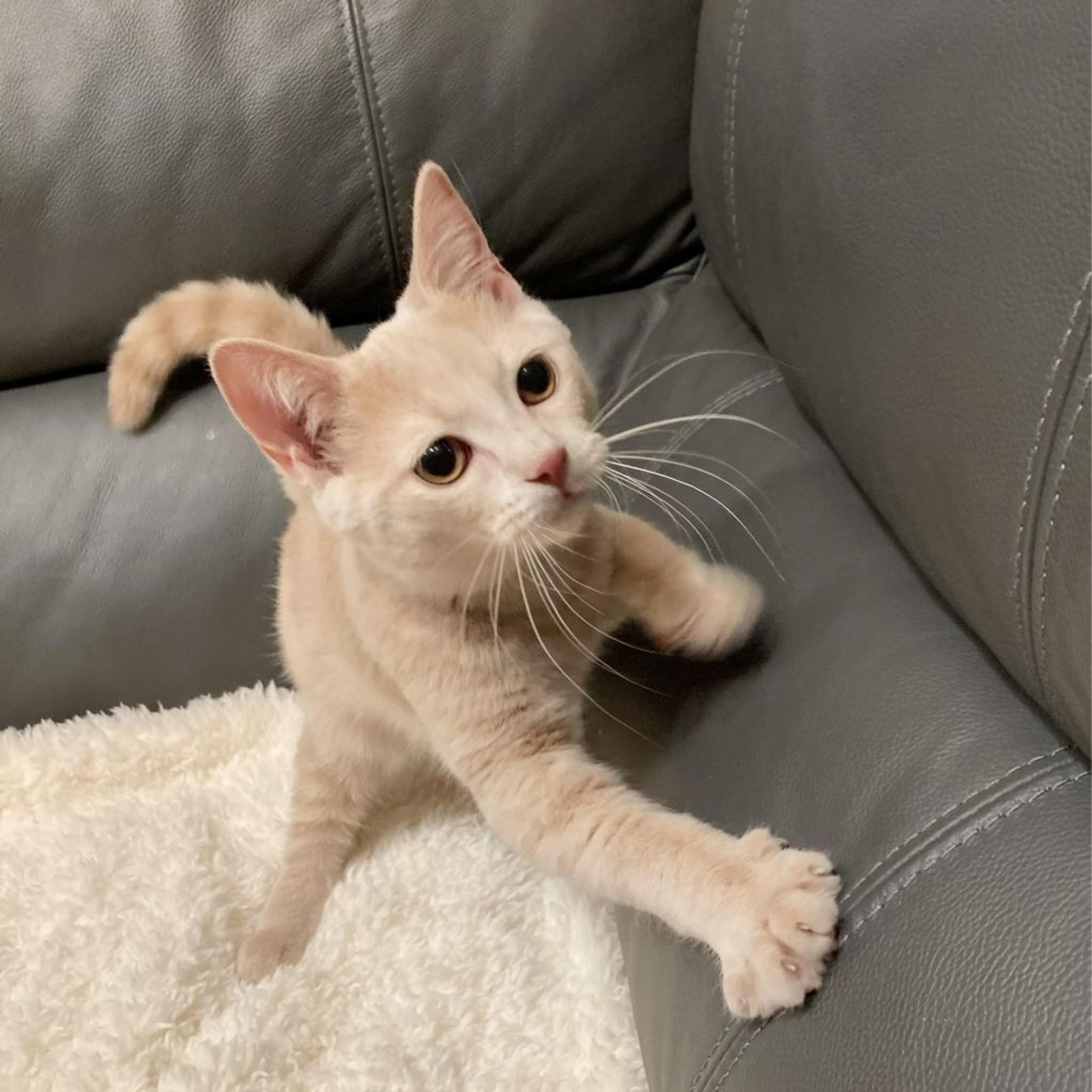 pet-image-3