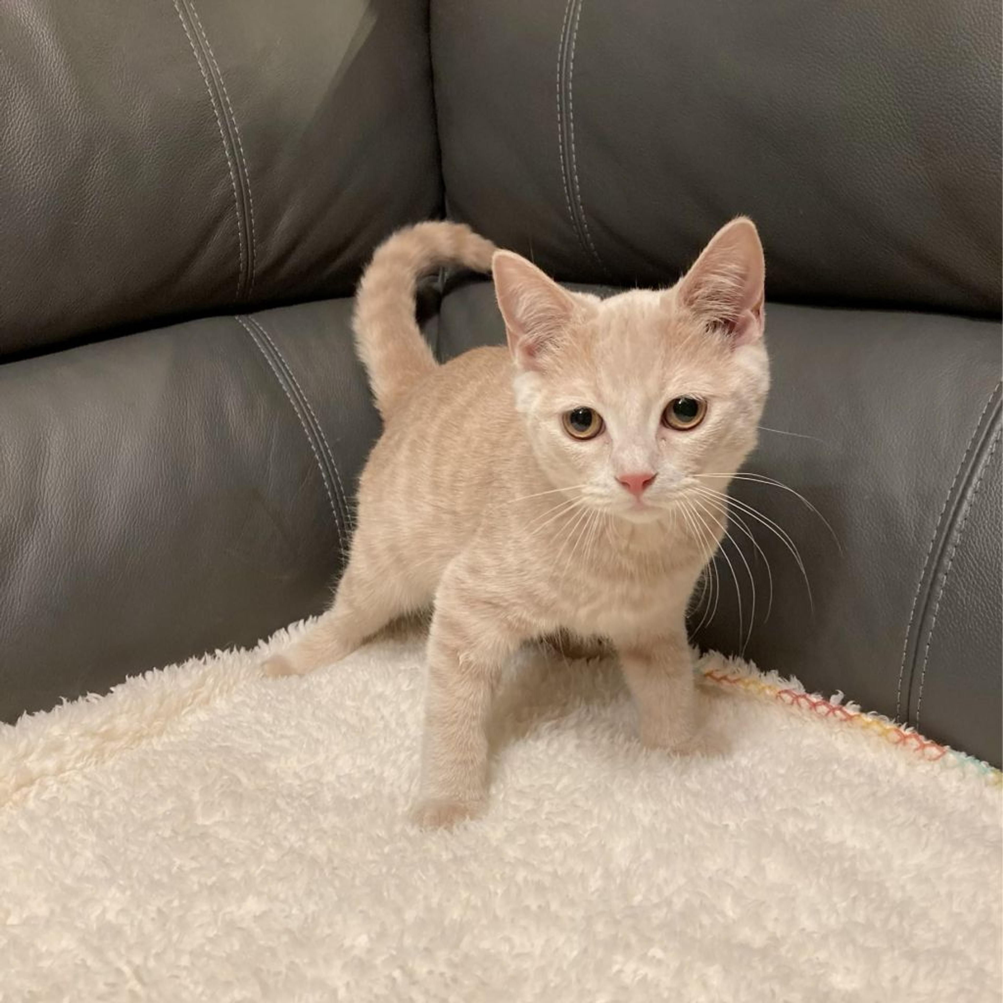 pet-image-4