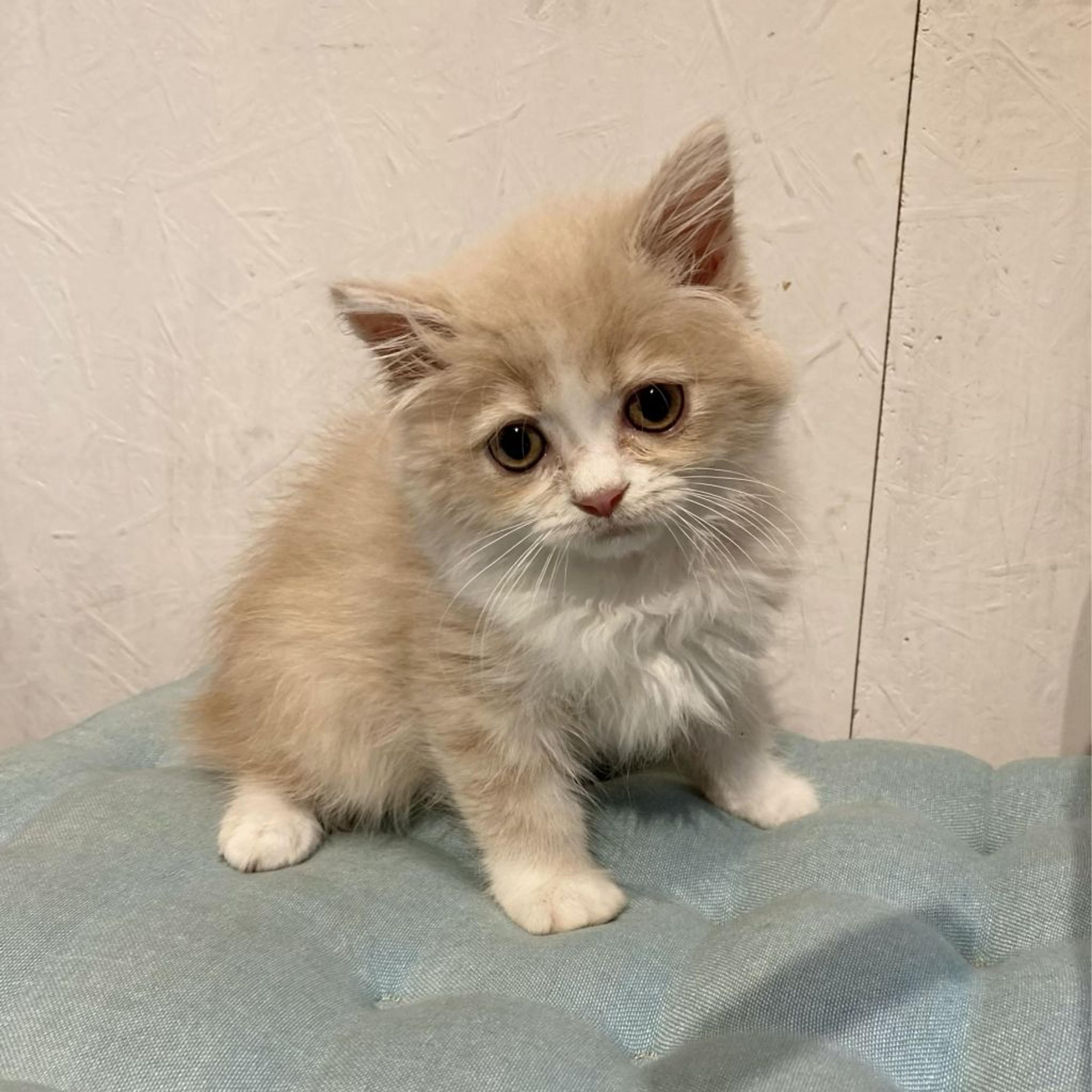 pet-image-2
