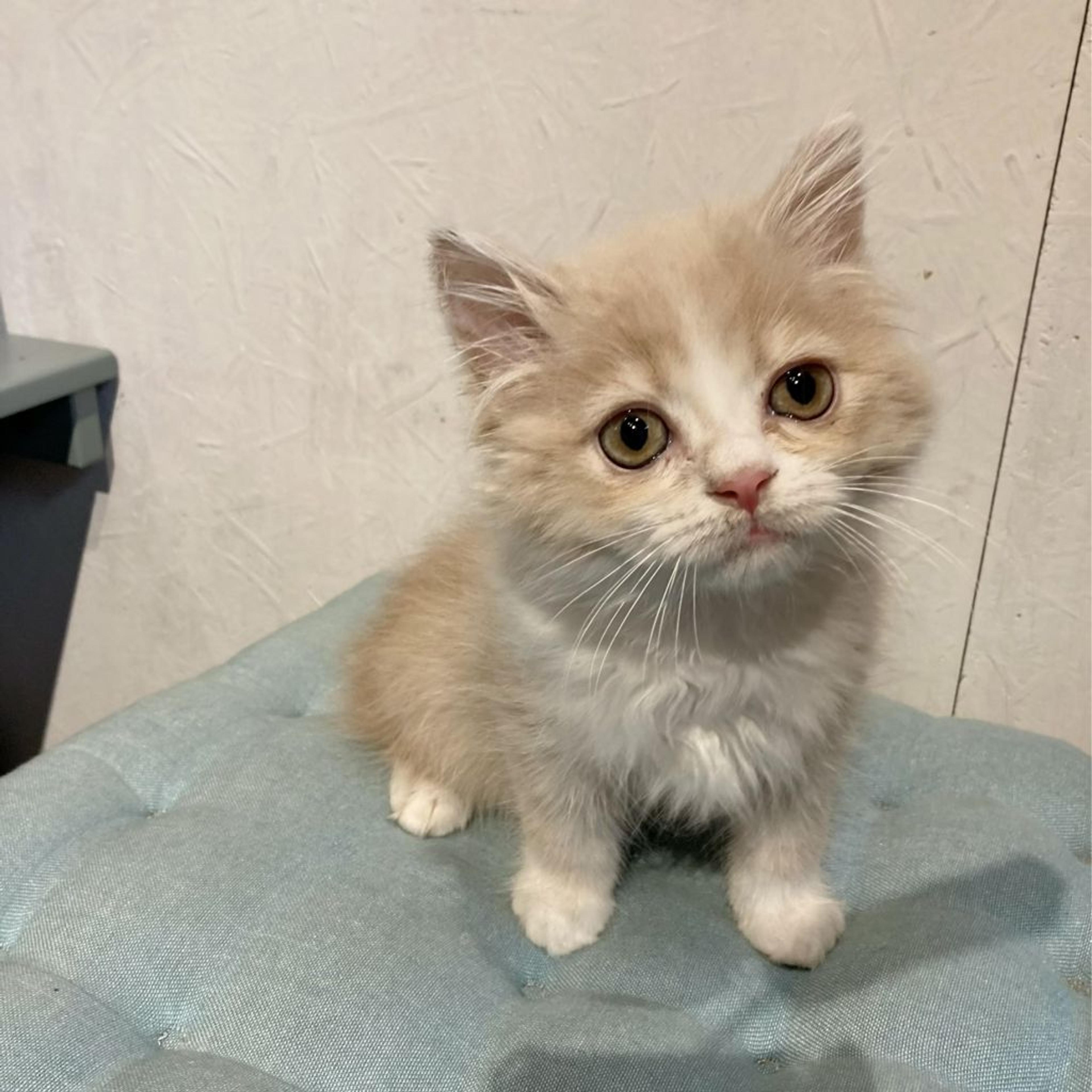 pet-image-3