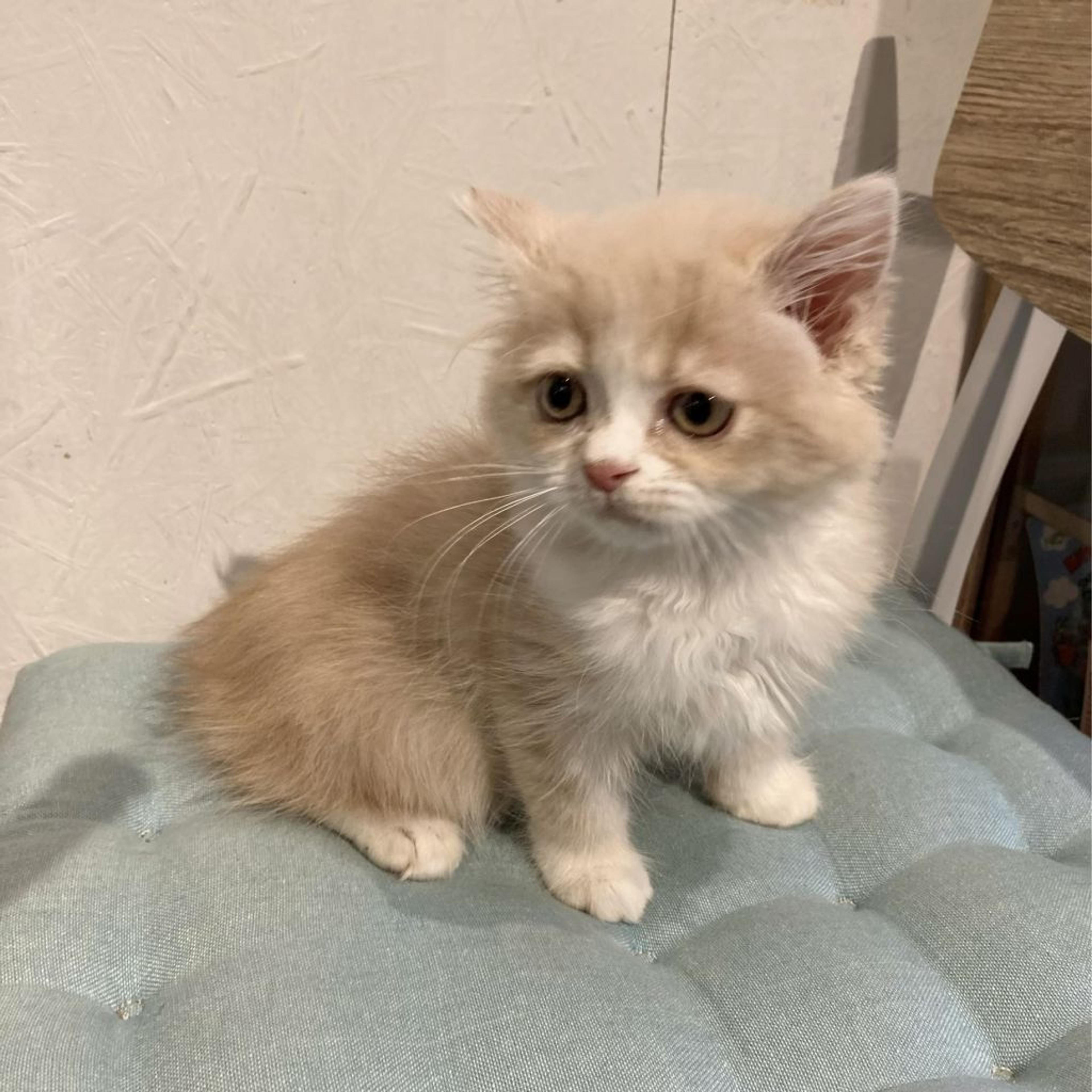 pet-image-4