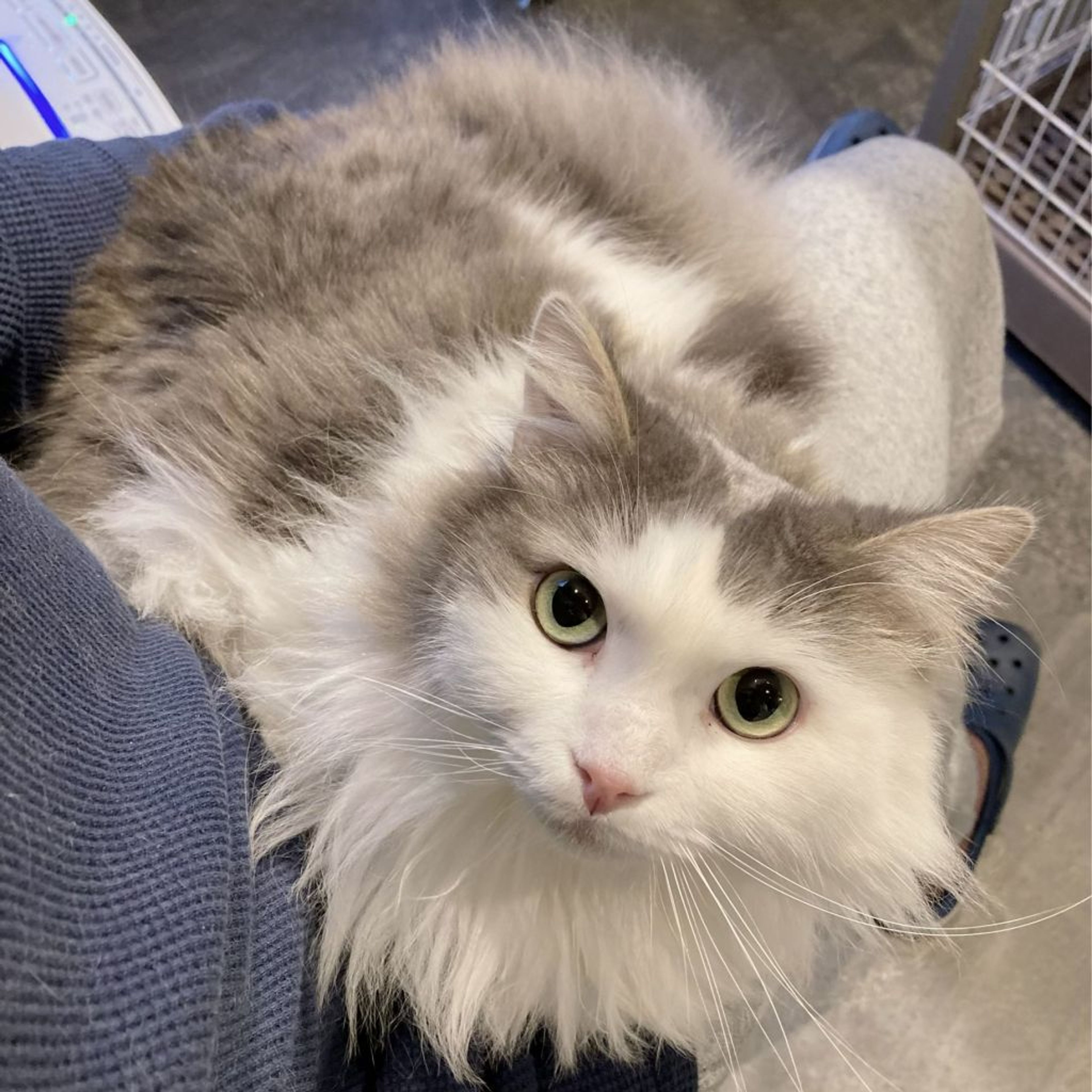 pet-image-3