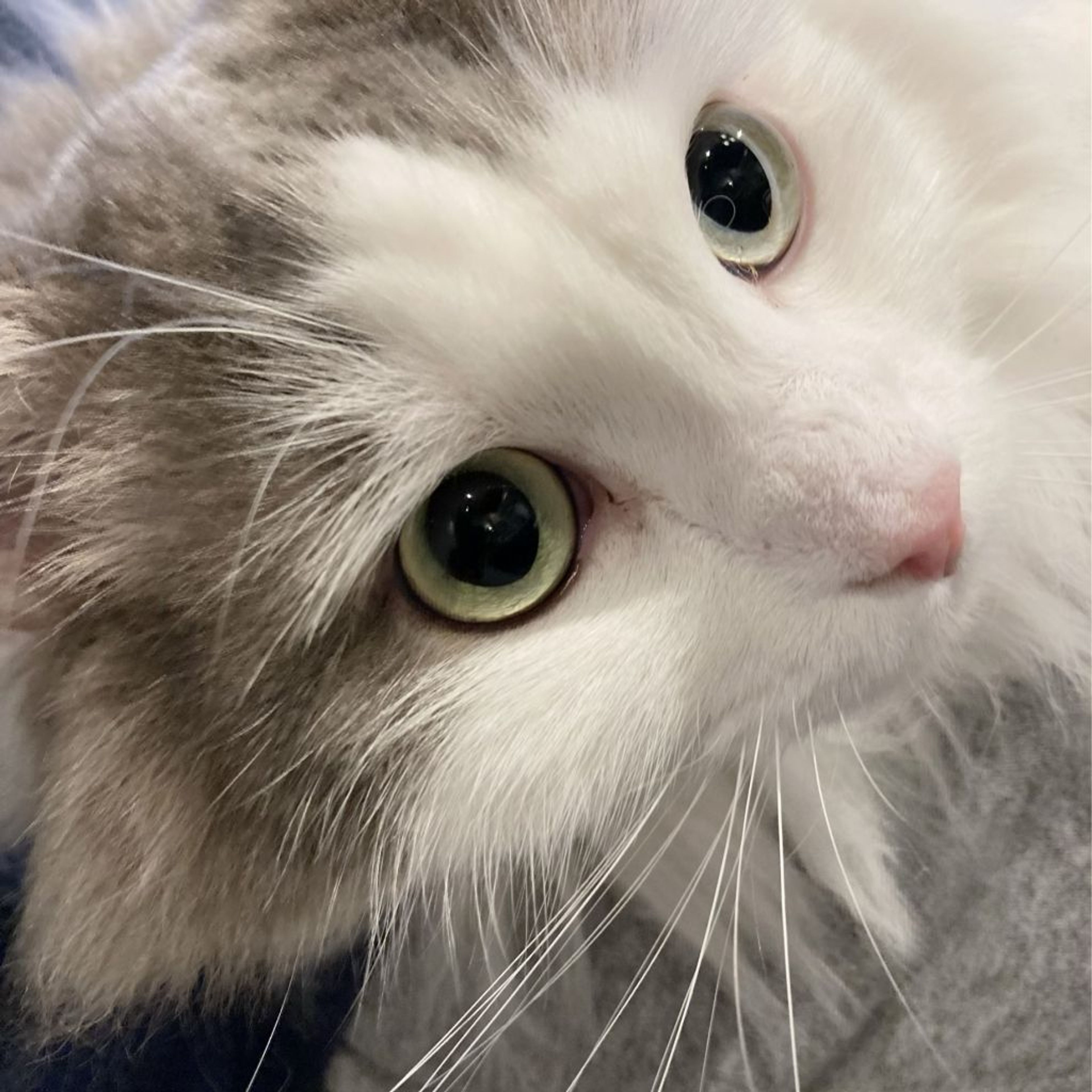 pet-image-4