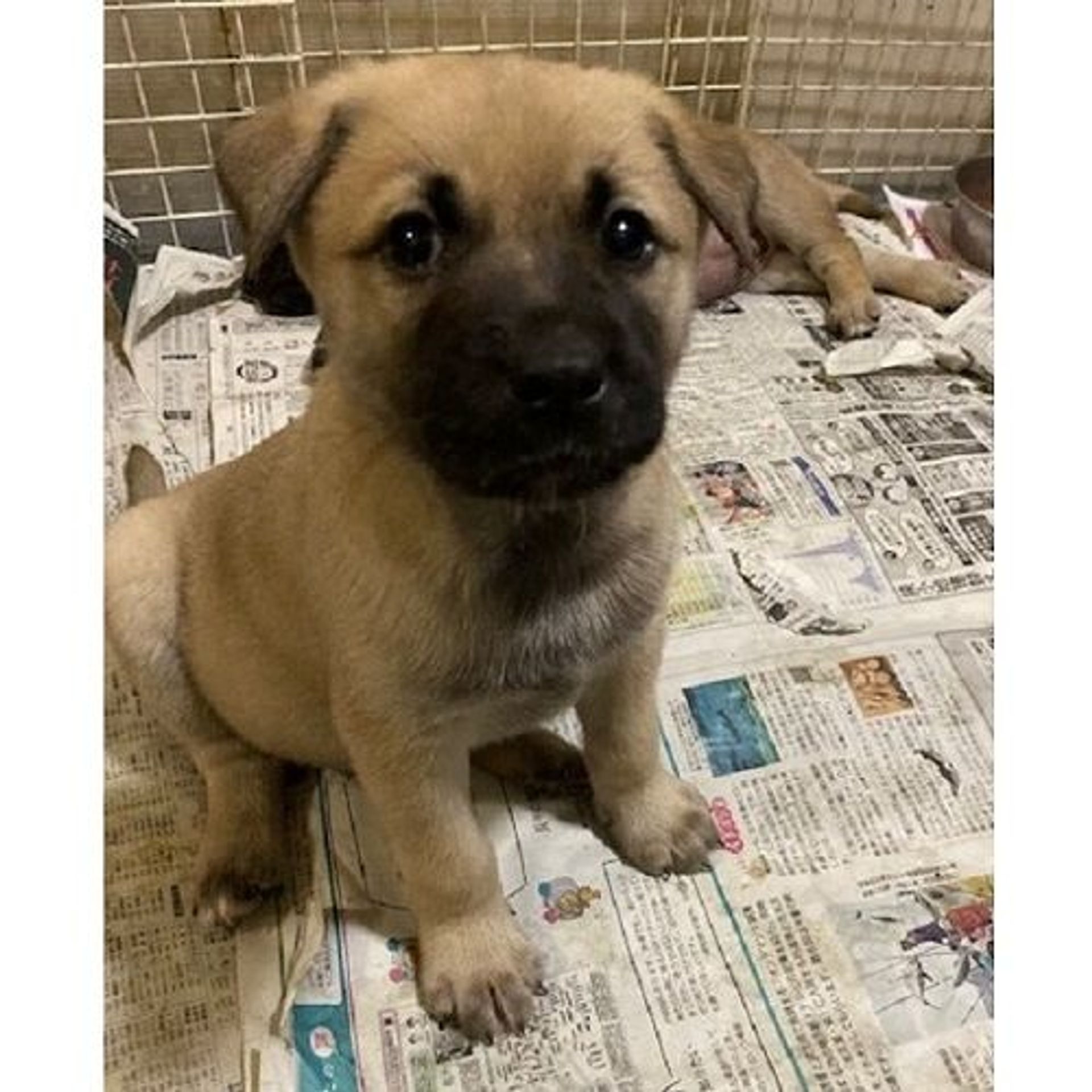 雑種（ミックス犬）・オスの里親募集の写真