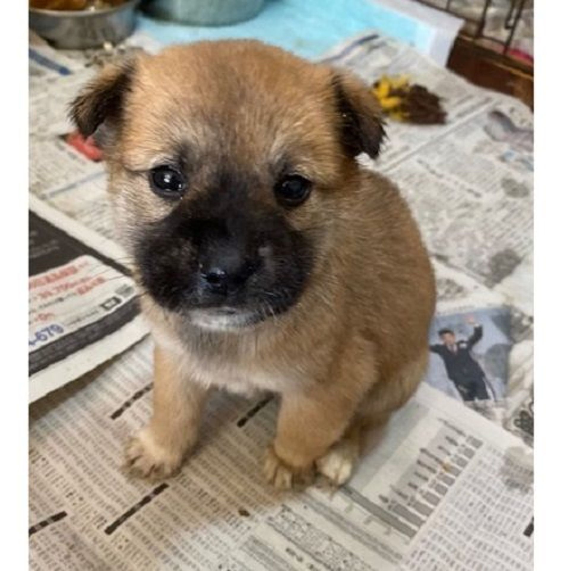 雑種（ミックス犬）・メスの里親募集の写真