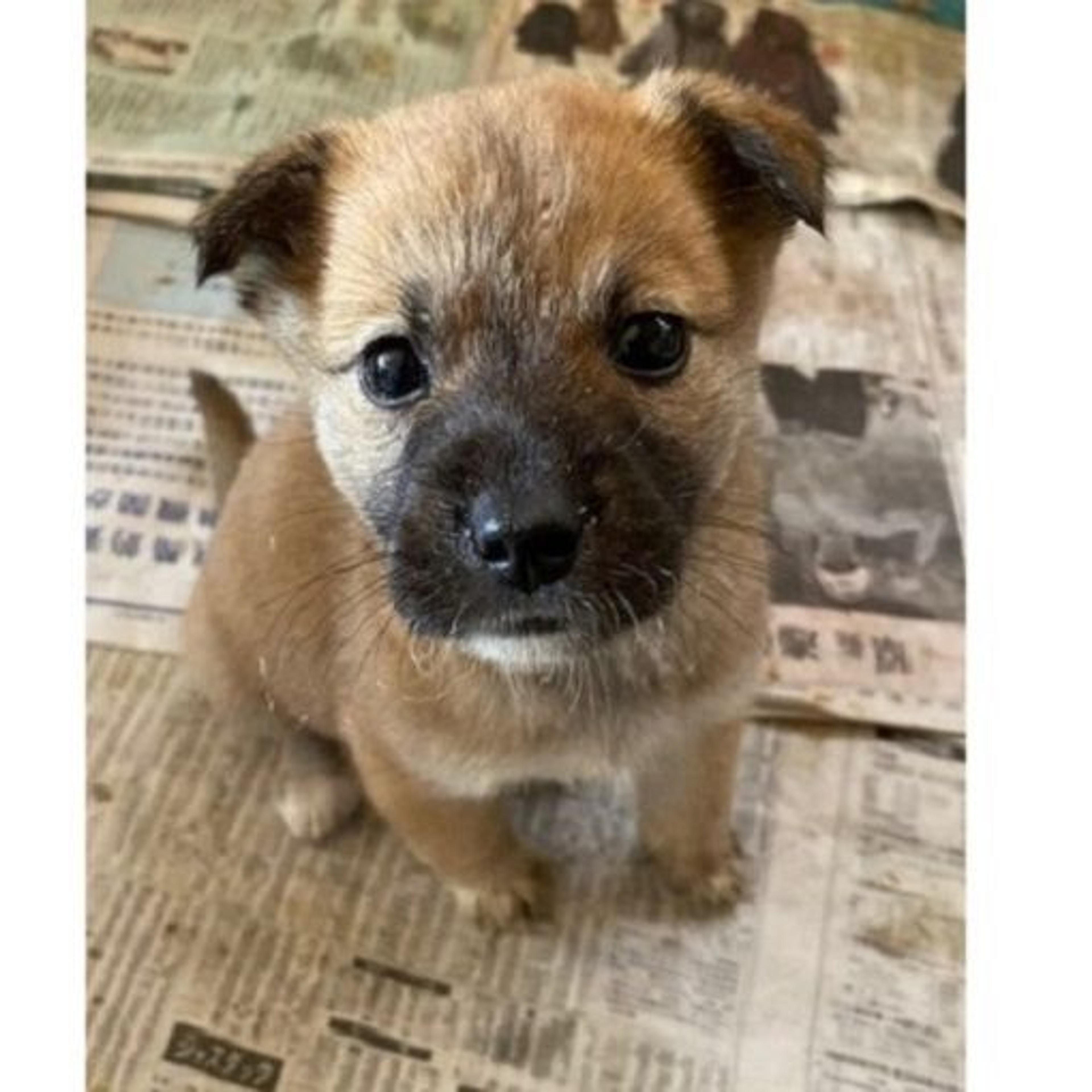 pet-image-2