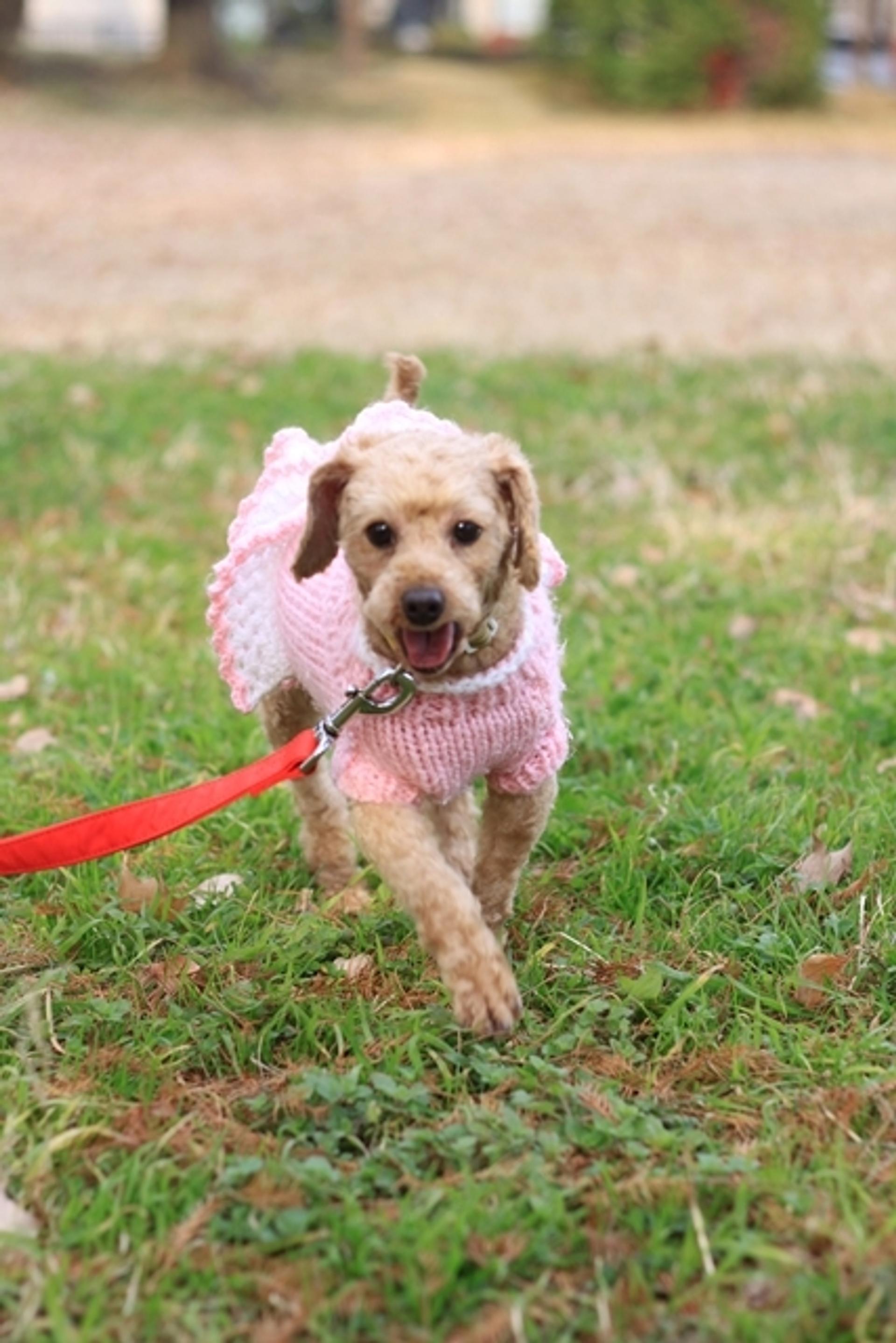 pet-image-3