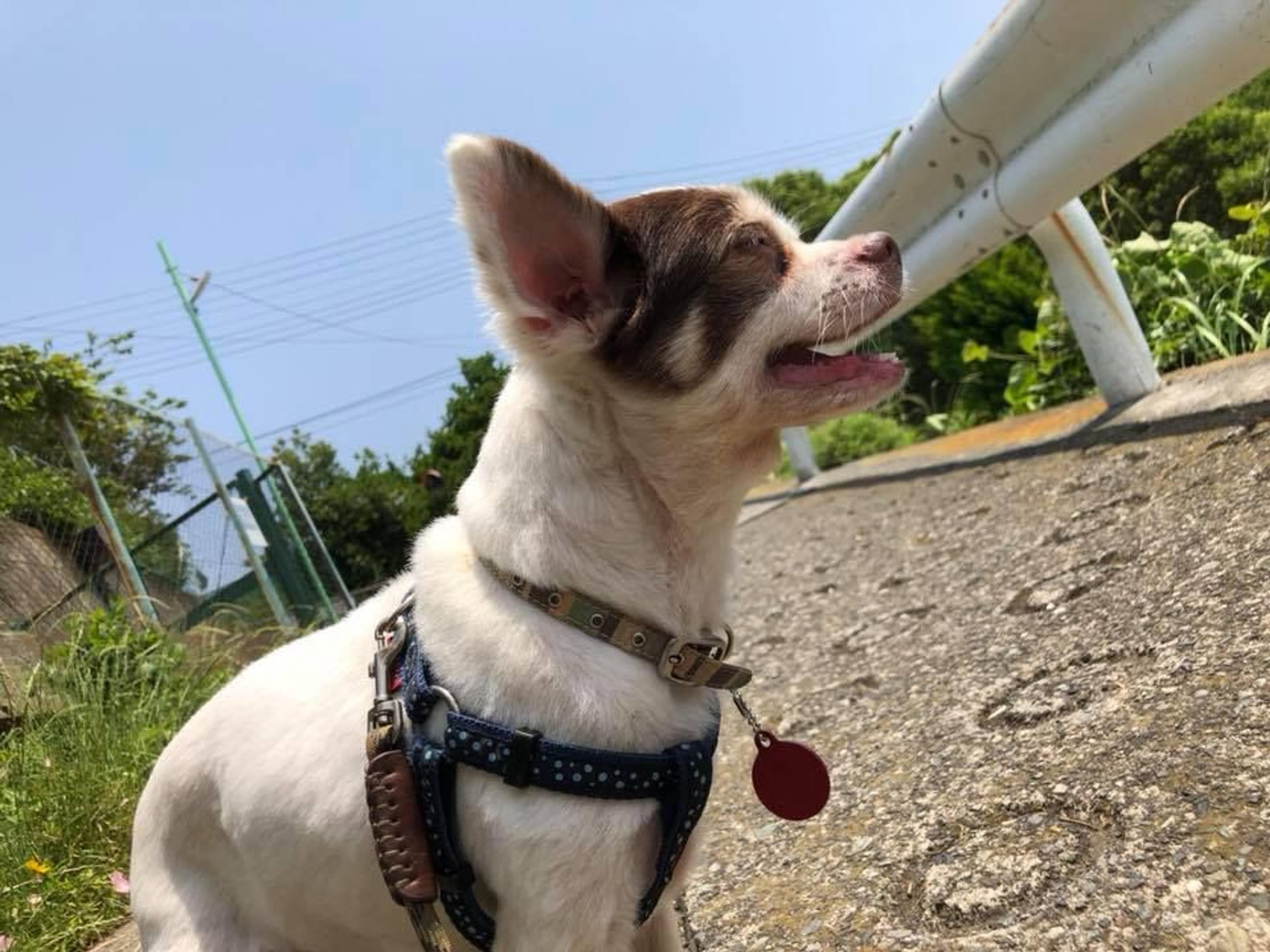 pet-image-2