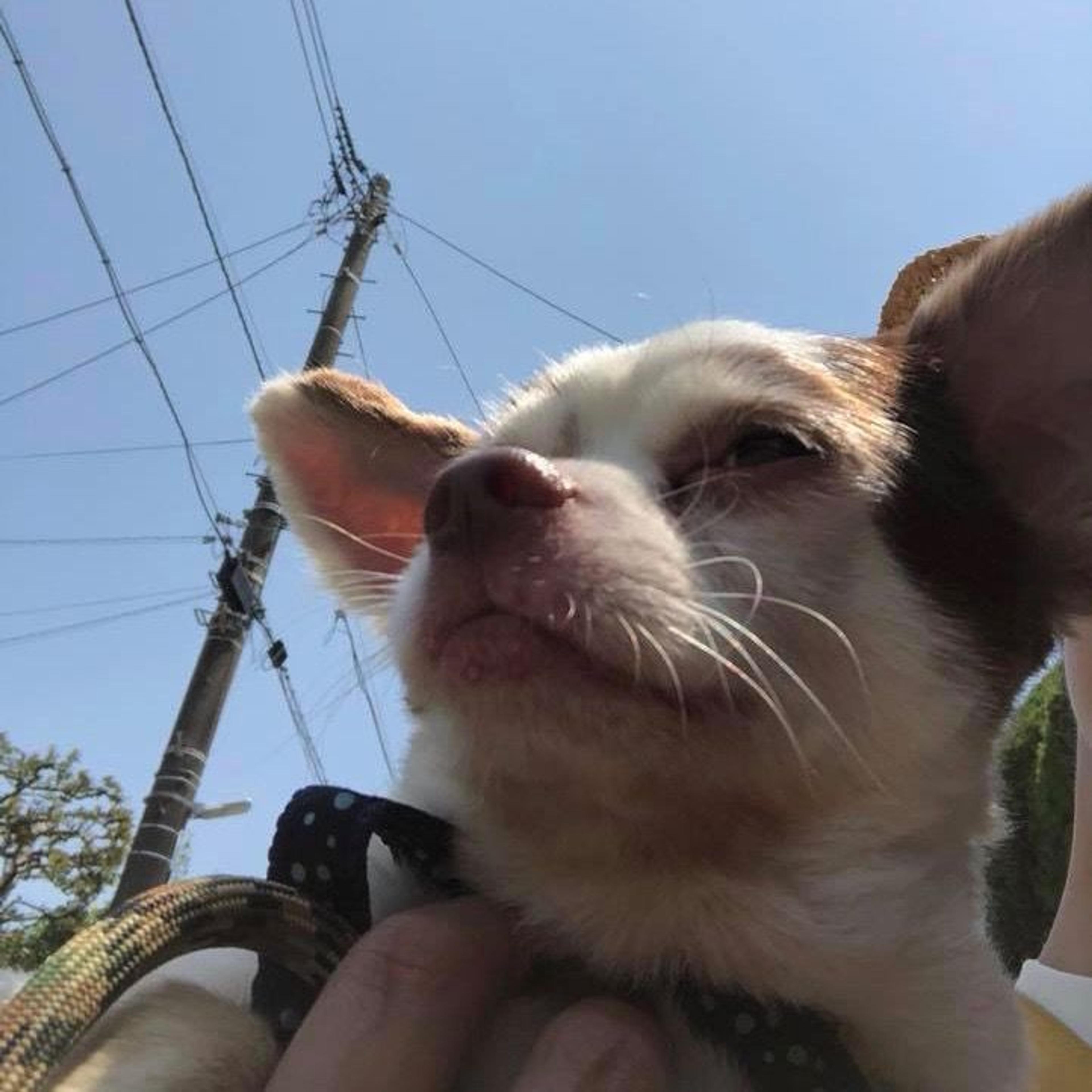 pet-image-3