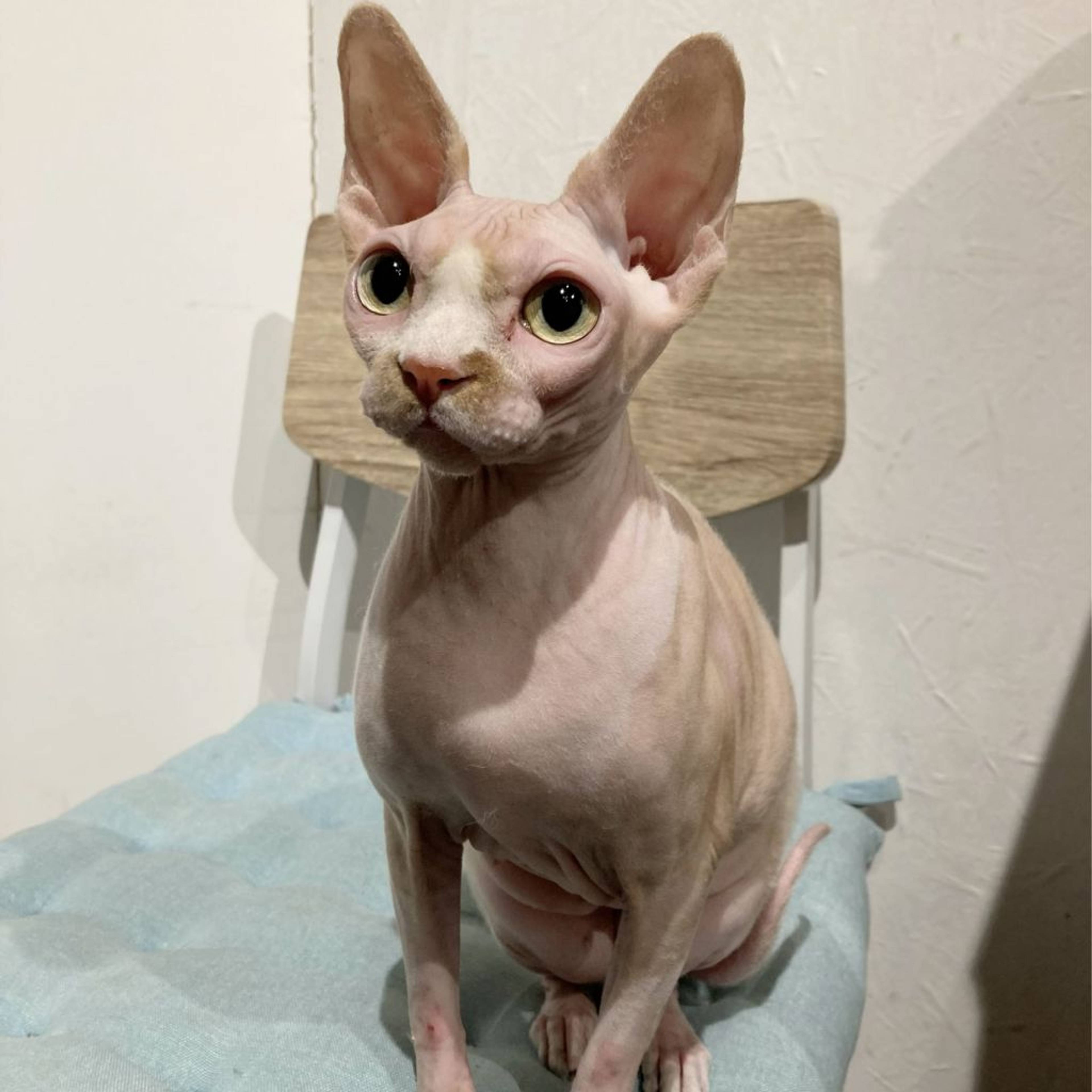 スフィンクス・メスの里親募集の写真