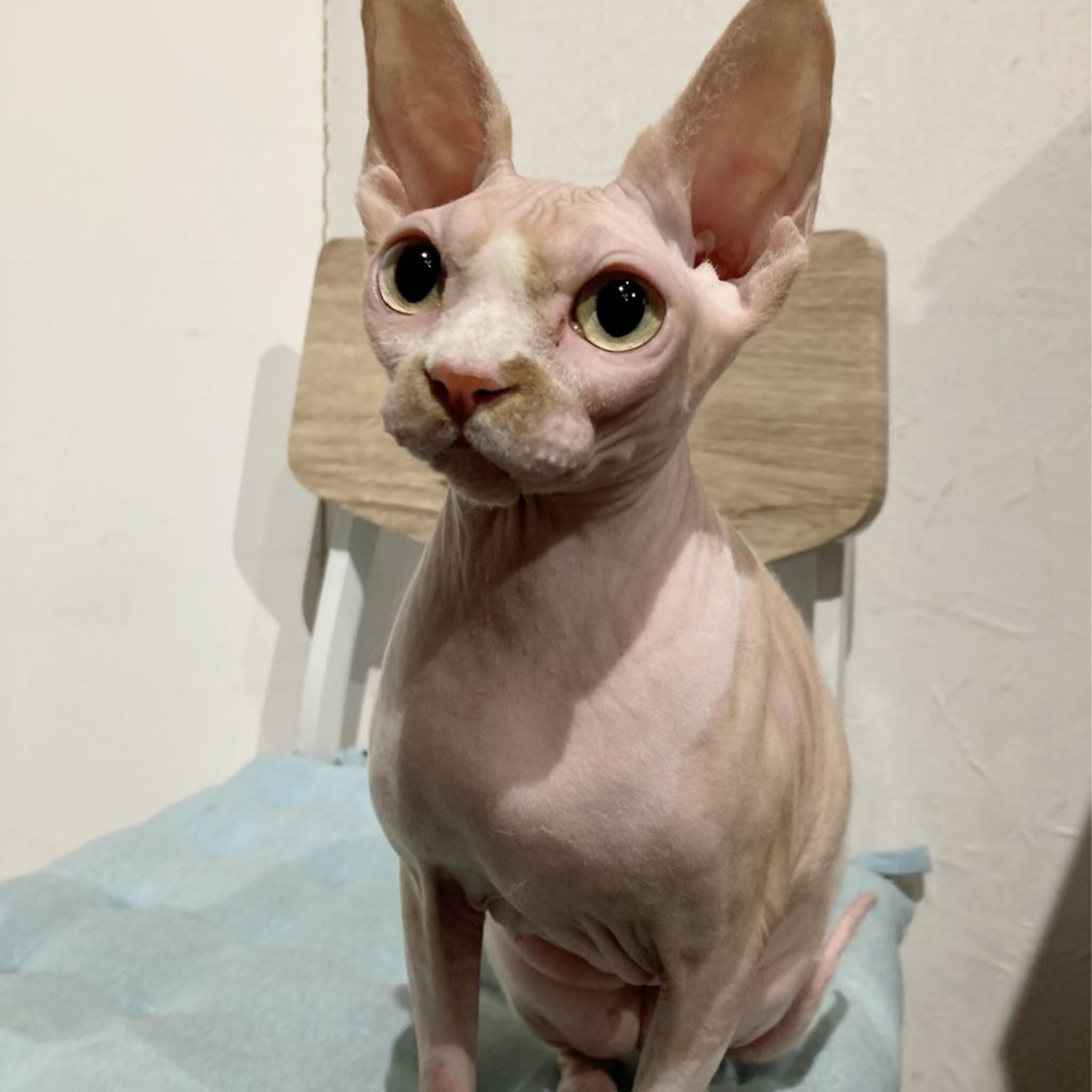pet-image-2