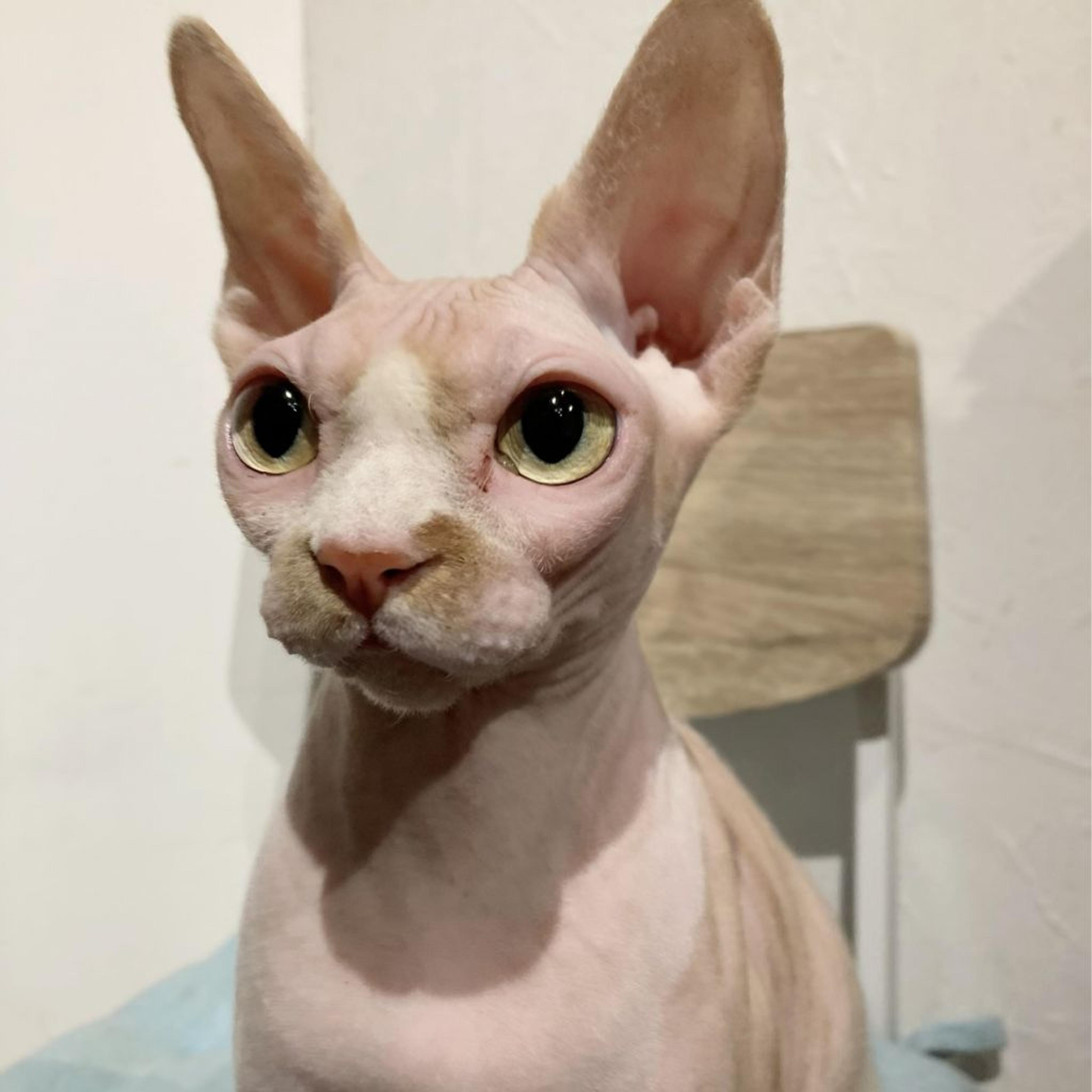 pet-image-3