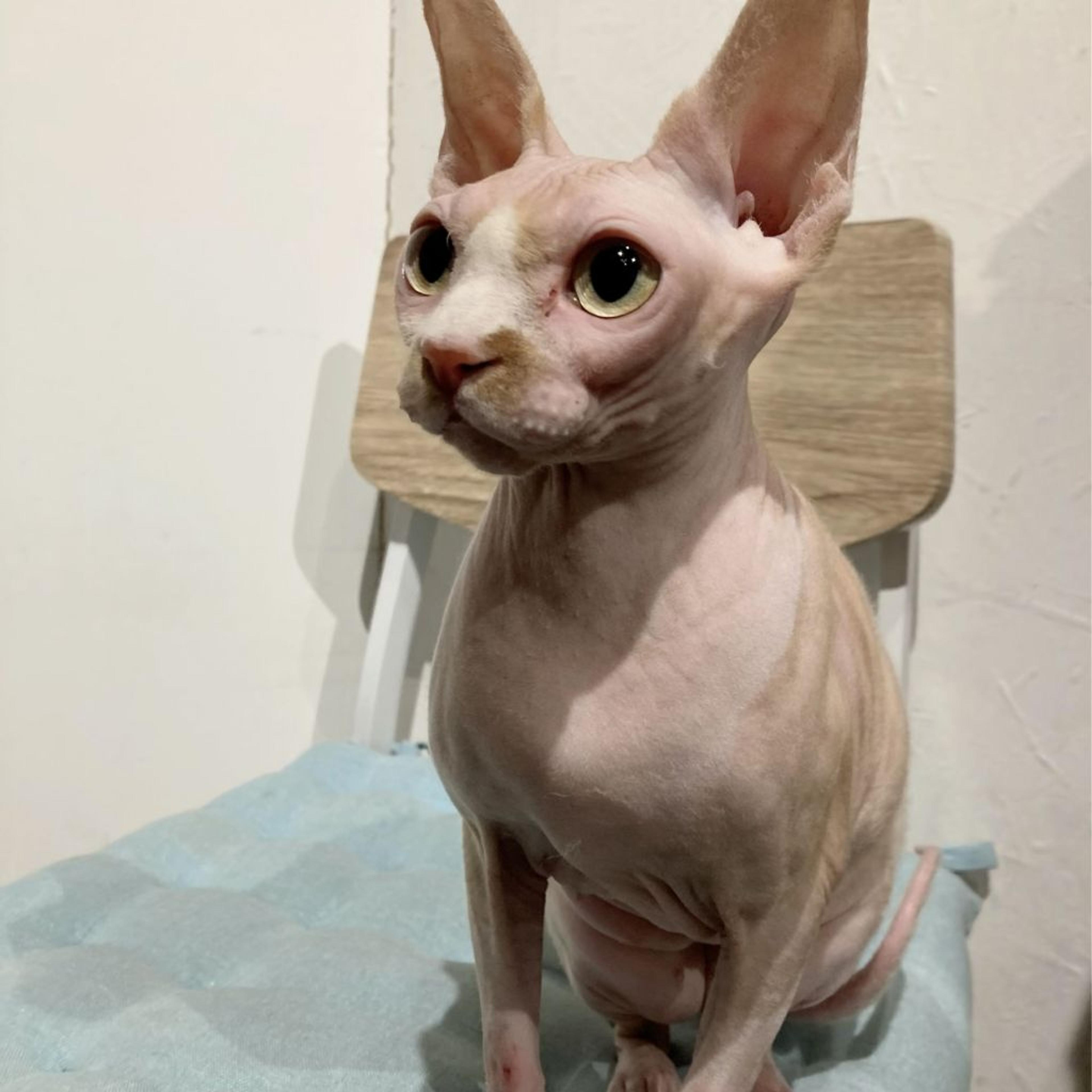 pet-image-4