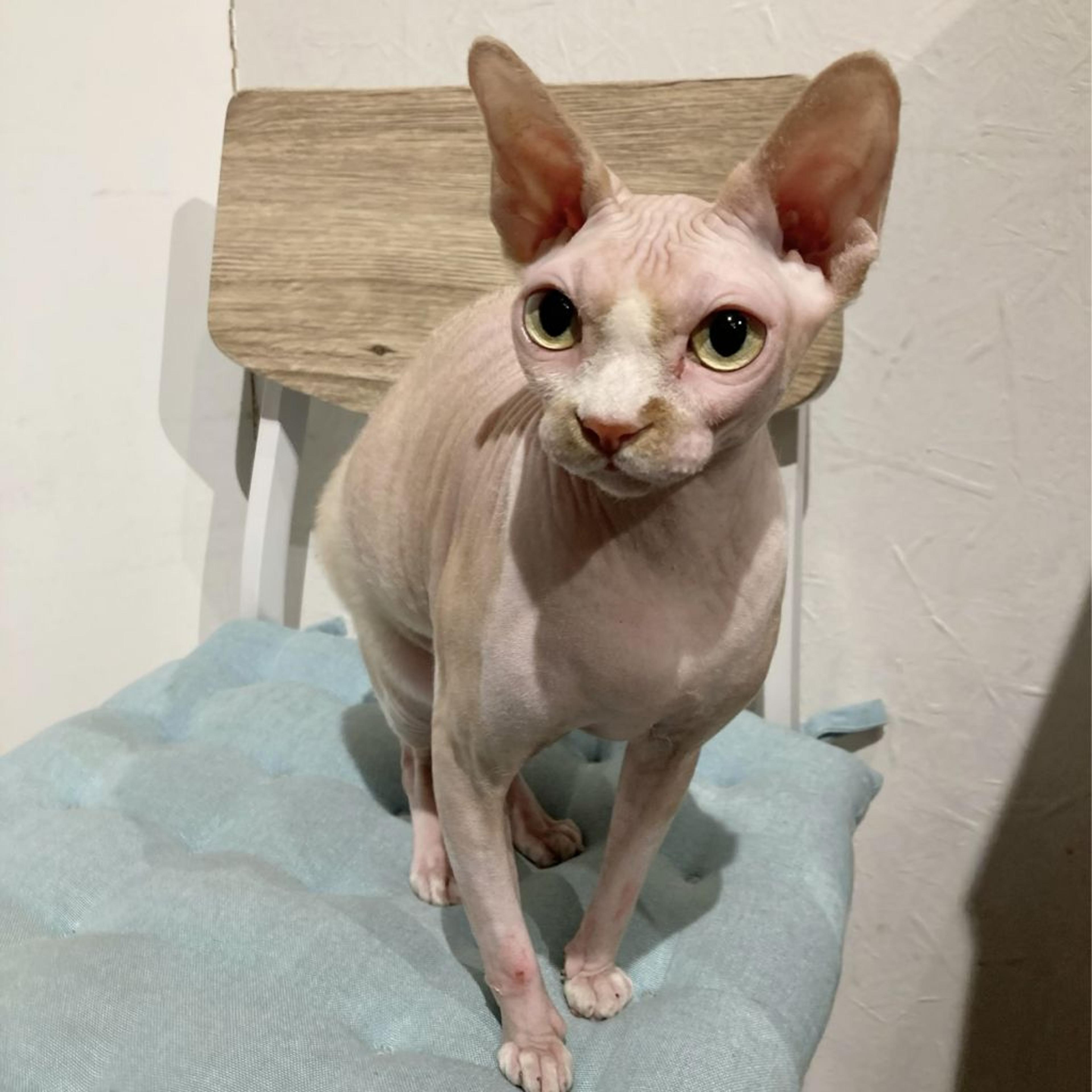 pet-image-5