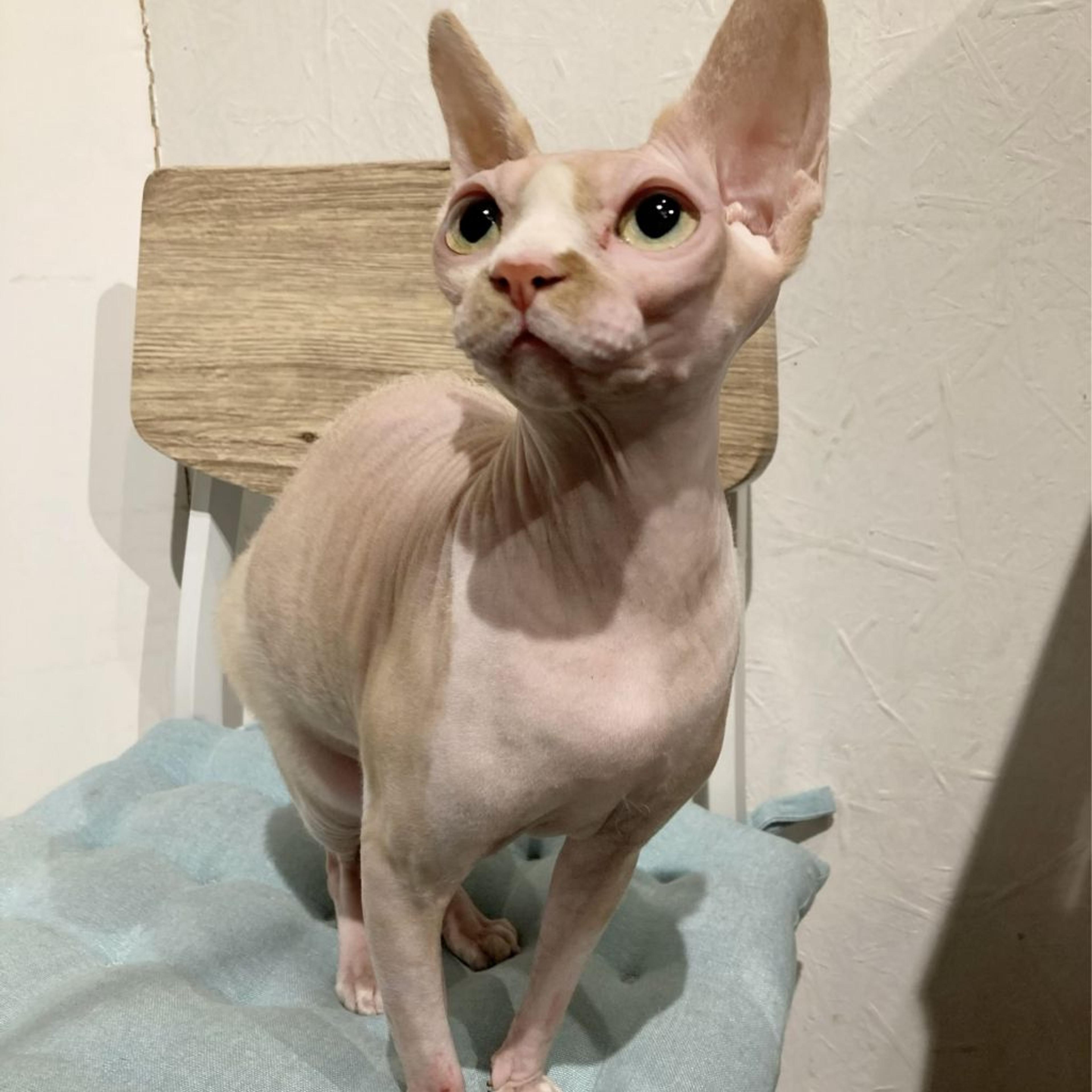 pet-image-6