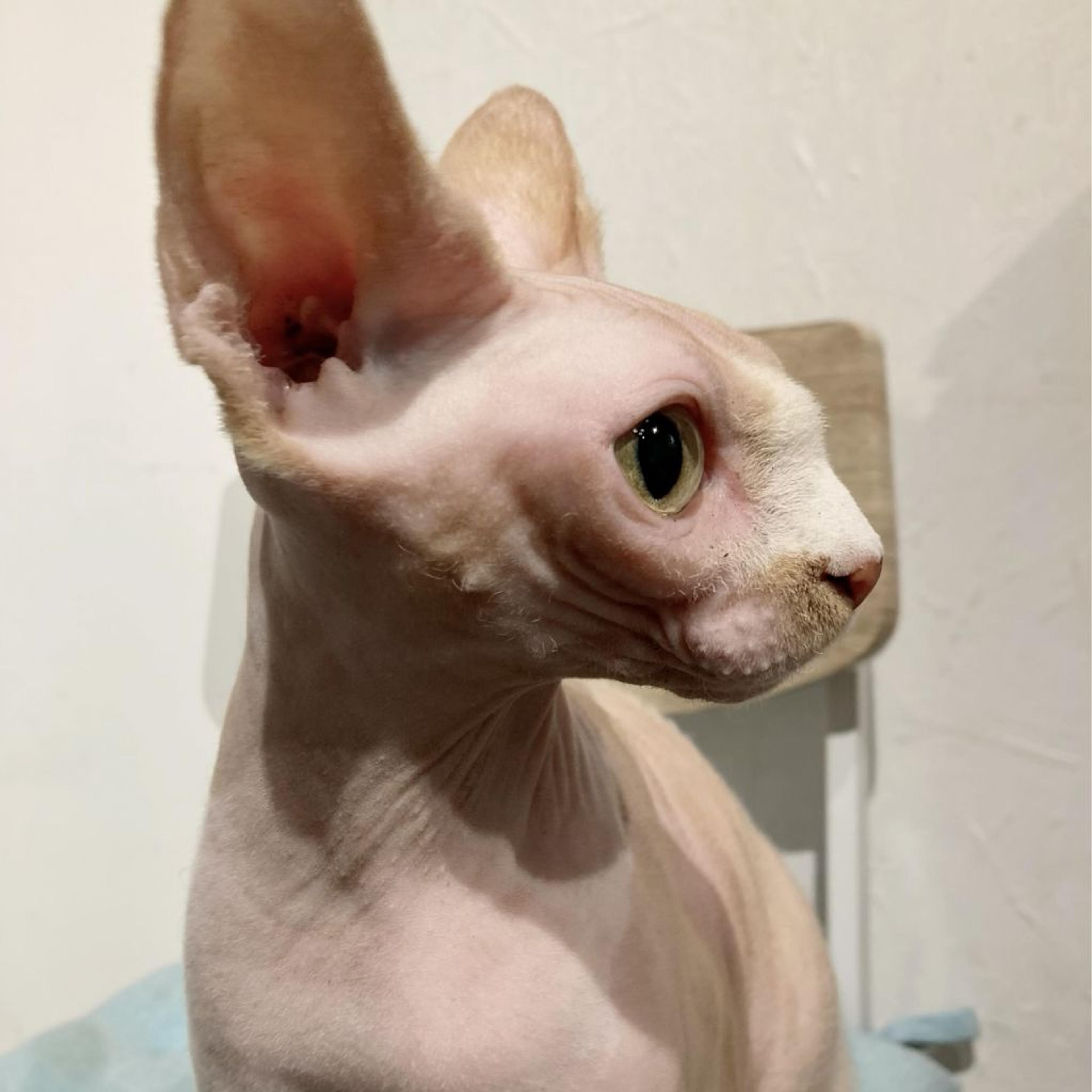 pet-image-7