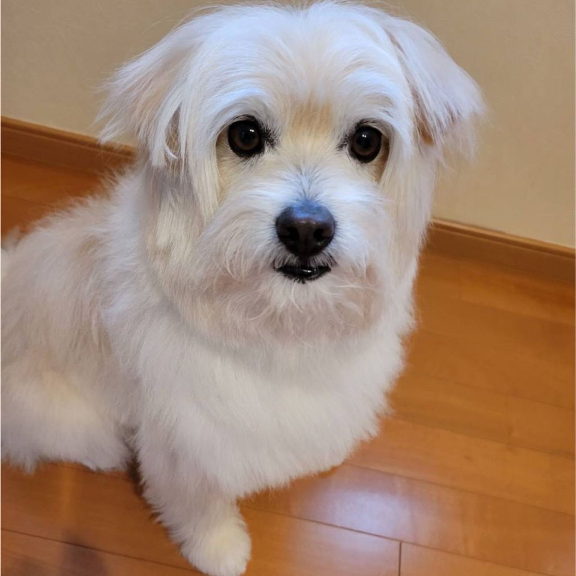 雑種（ミックス犬）・オスの里親募集の写真