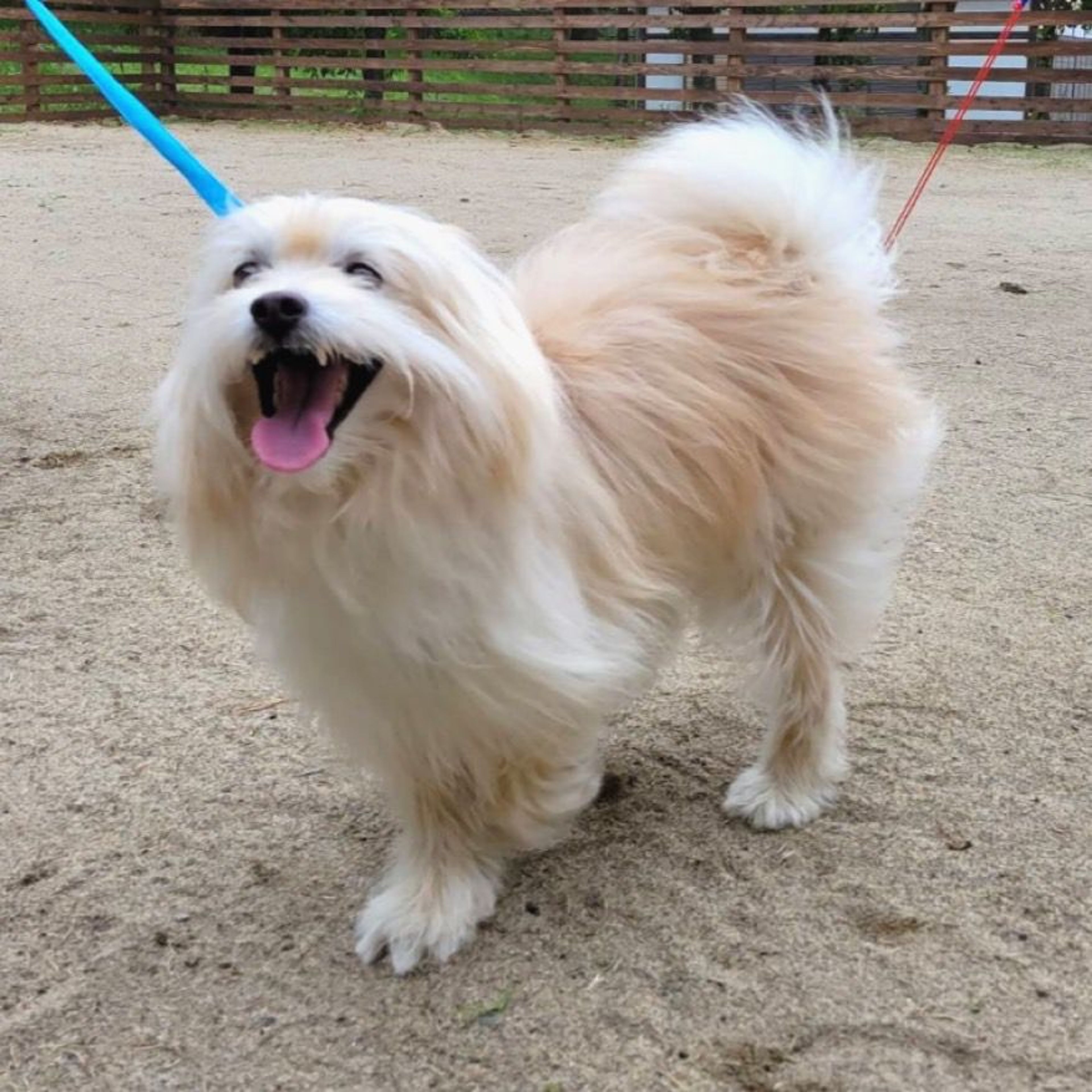pet-image-2