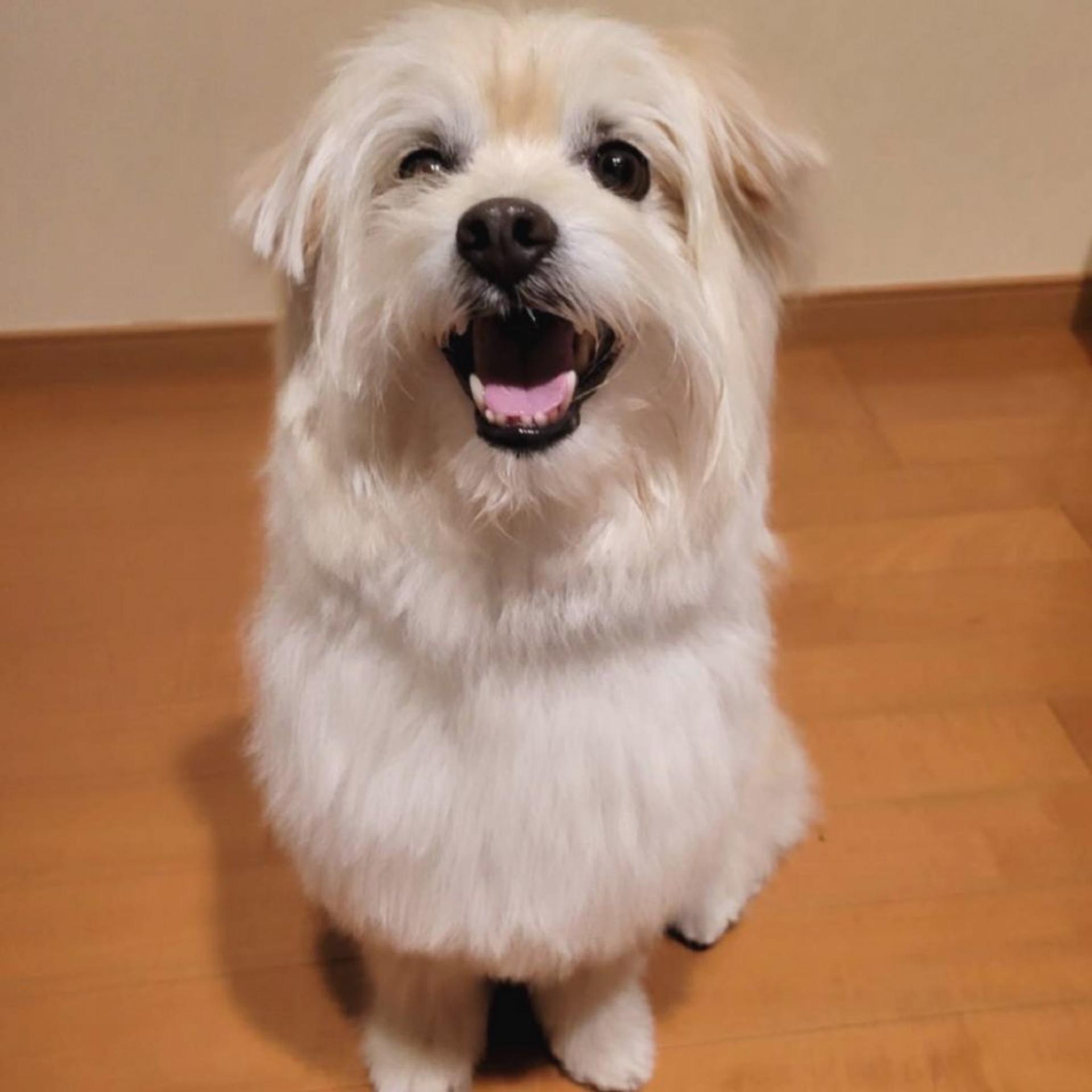 pet-image-3