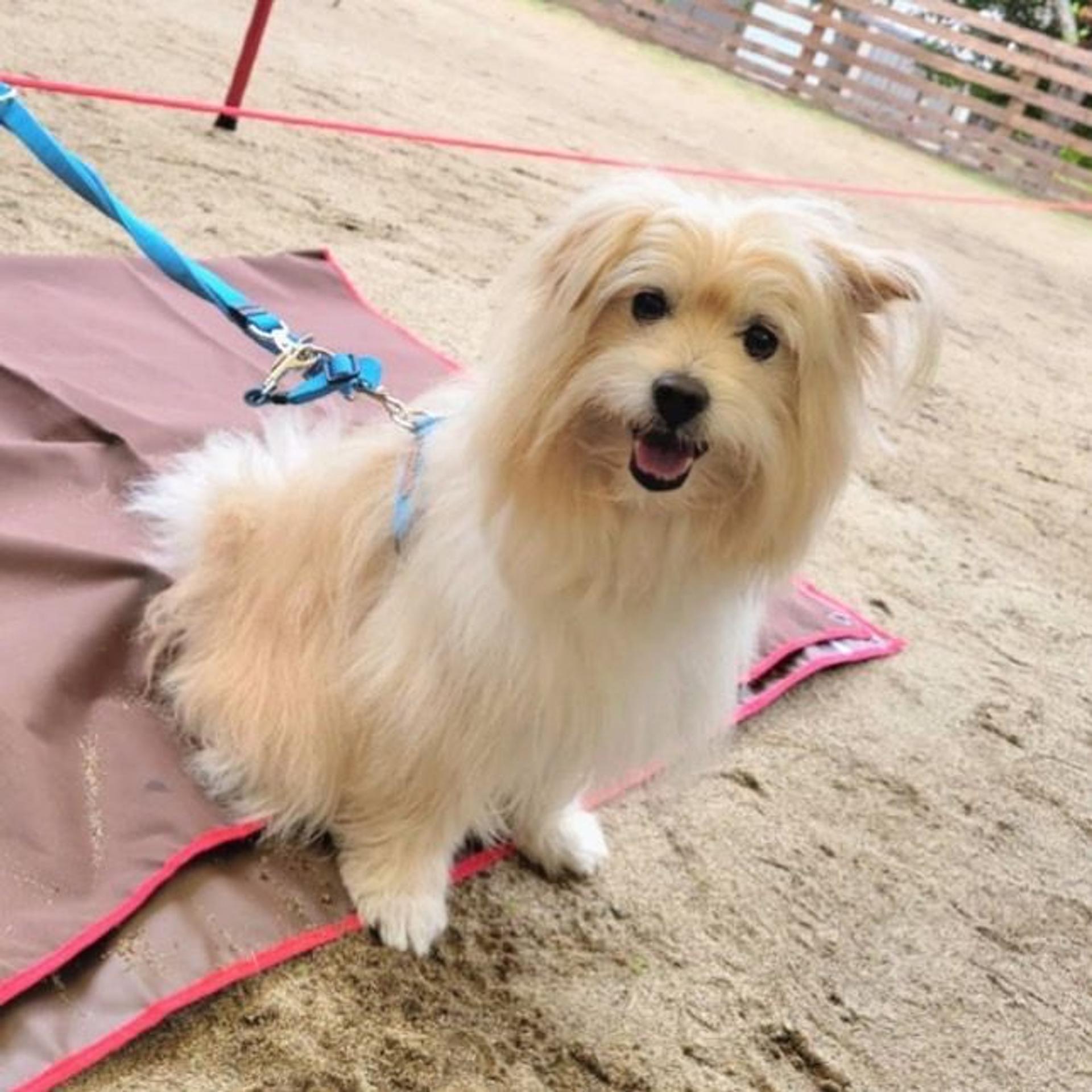 pet-image-5