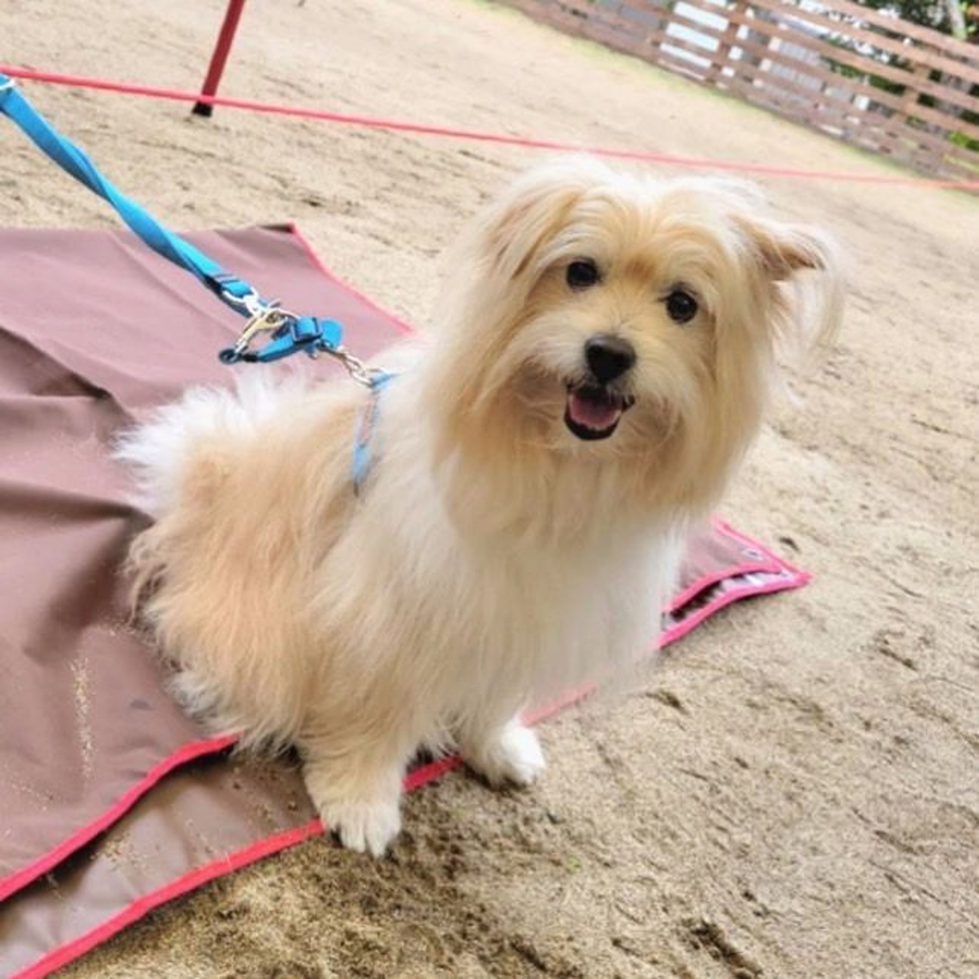 pet-image-5