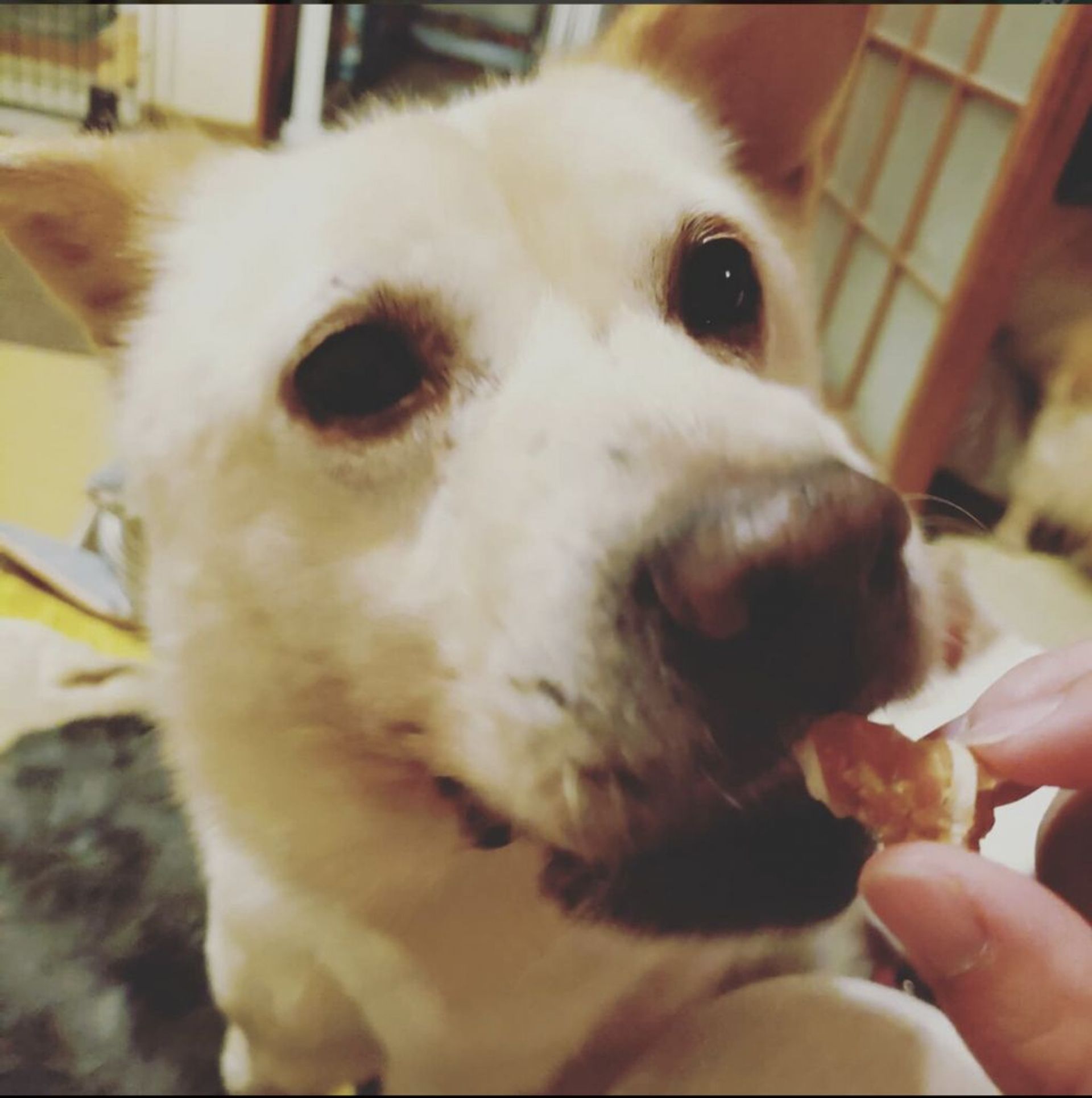 雑種（ミックス犬）・オスの里親募集の写真