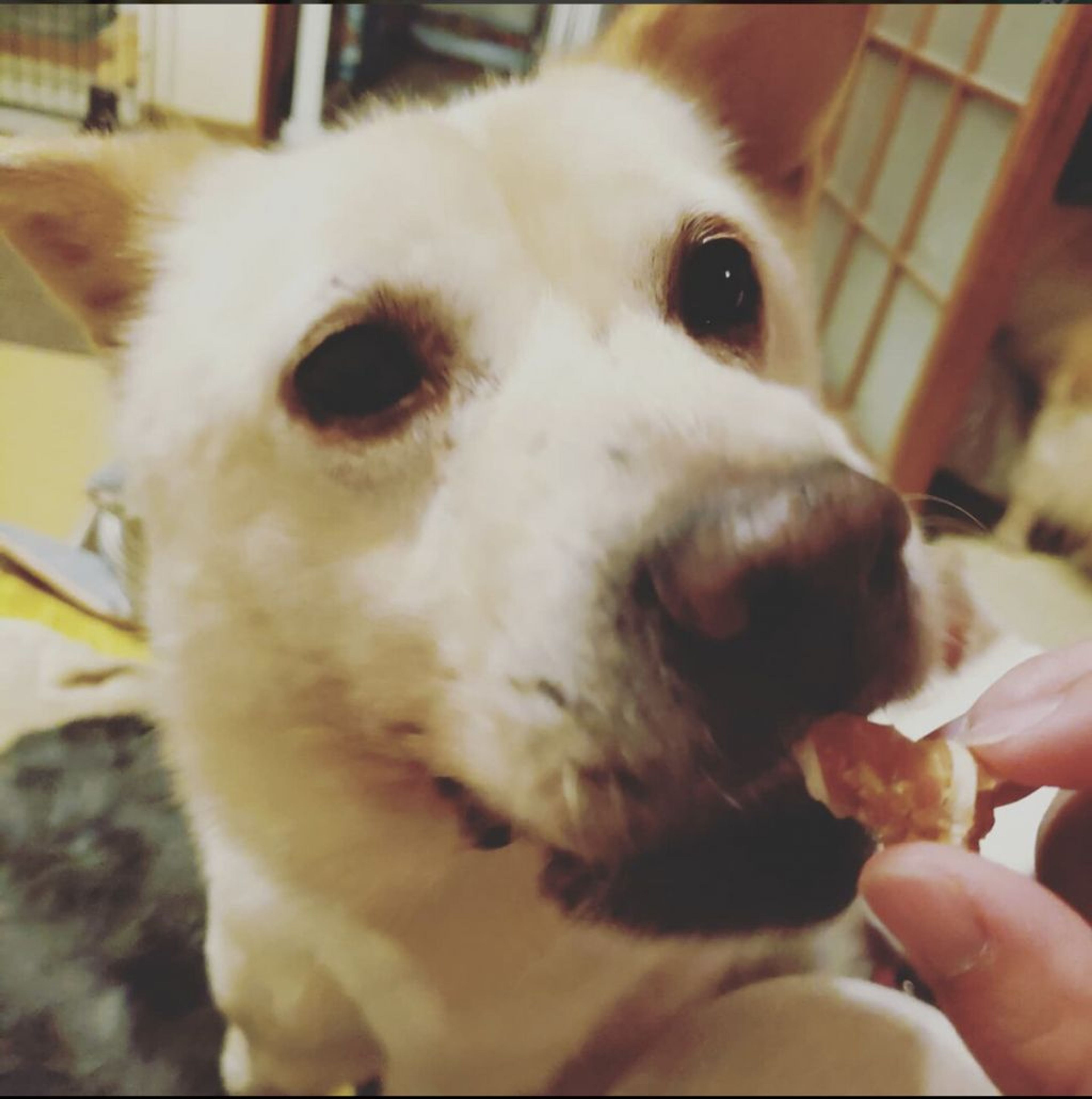 雑種（ミックス犬）・オスの里親募集の写真