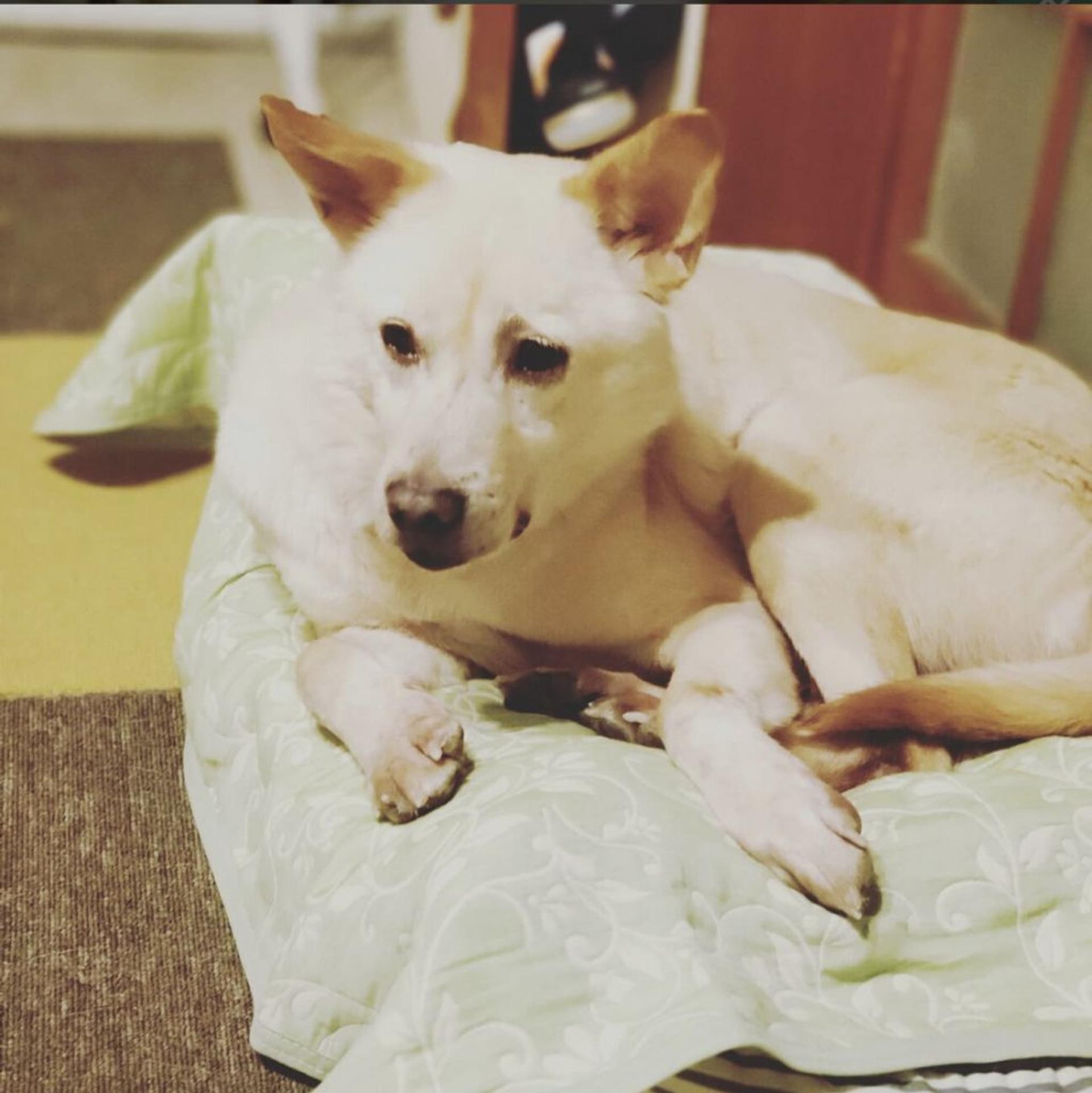pet-image-3