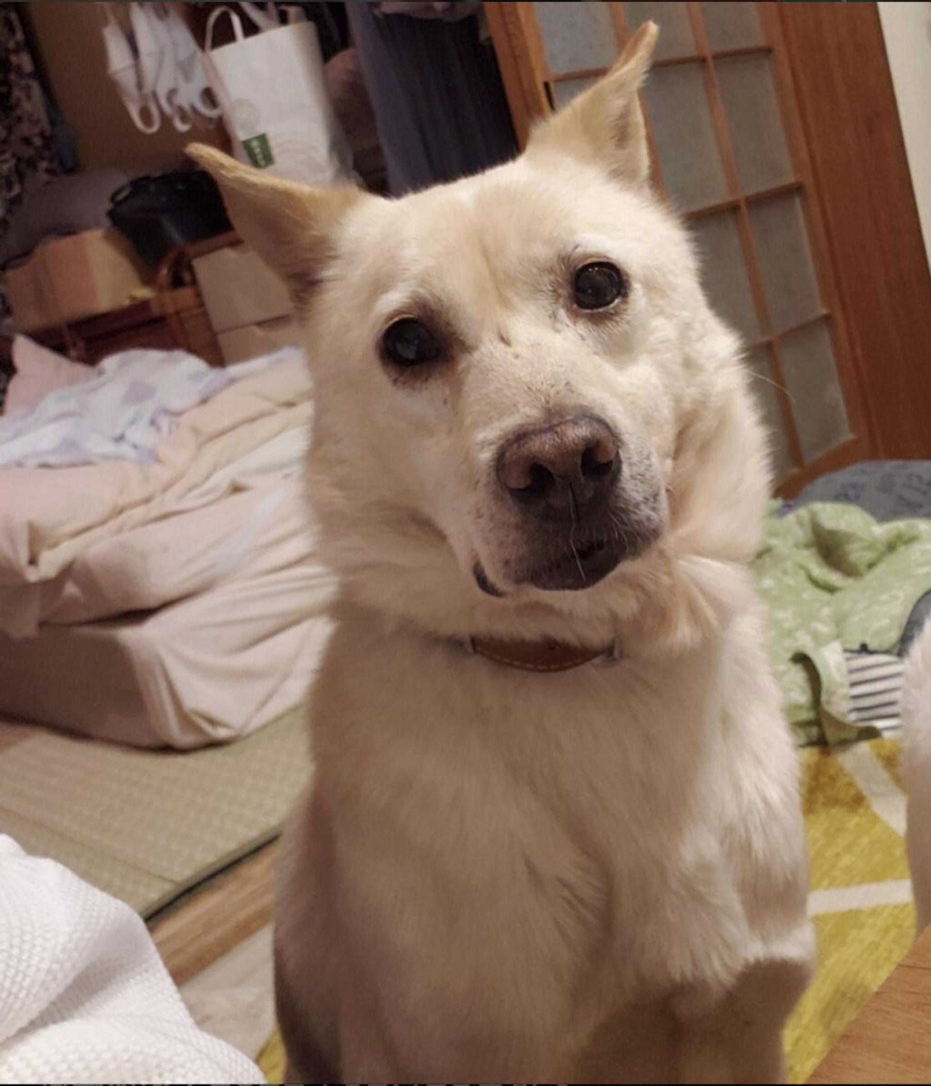 pet-image-4