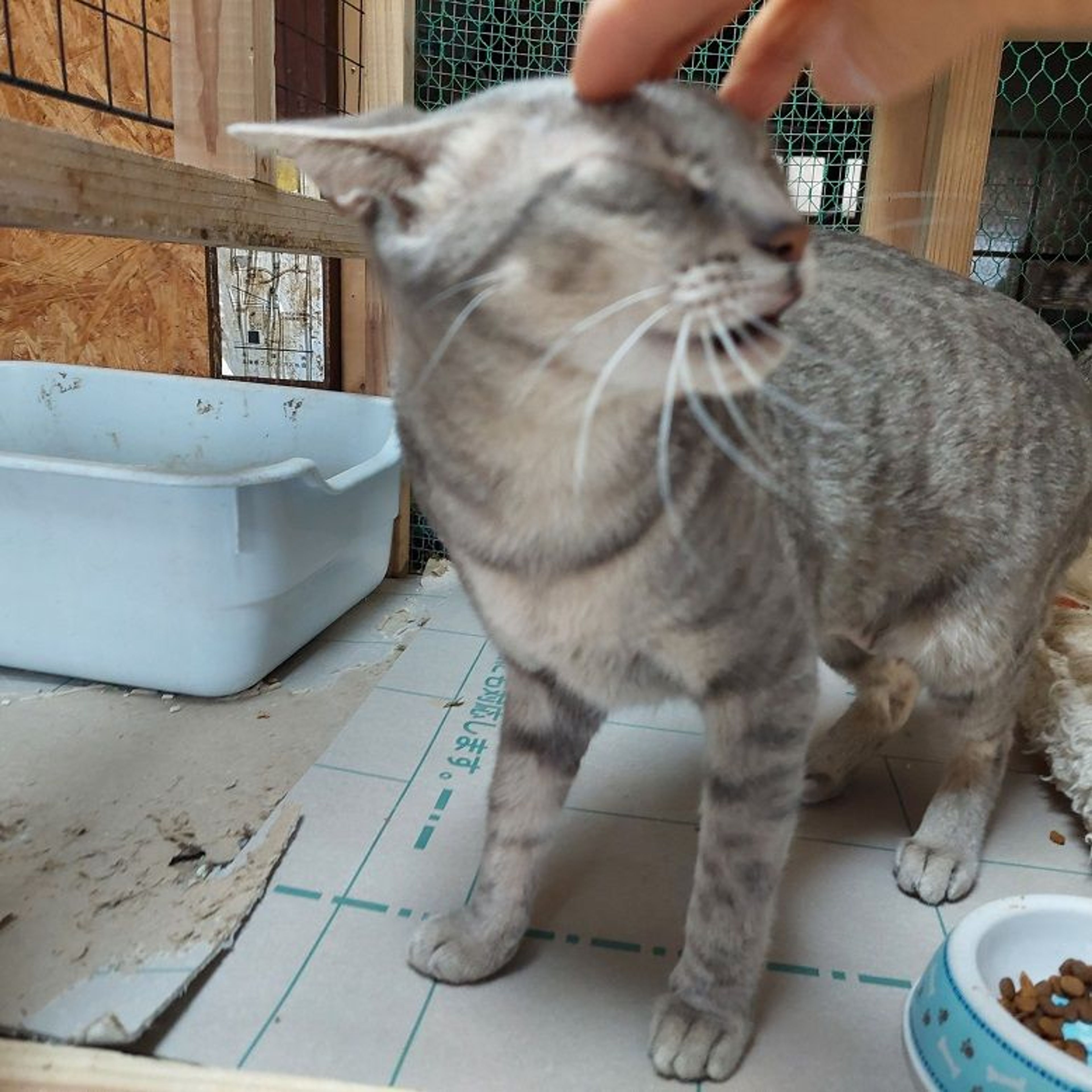pet-image-2