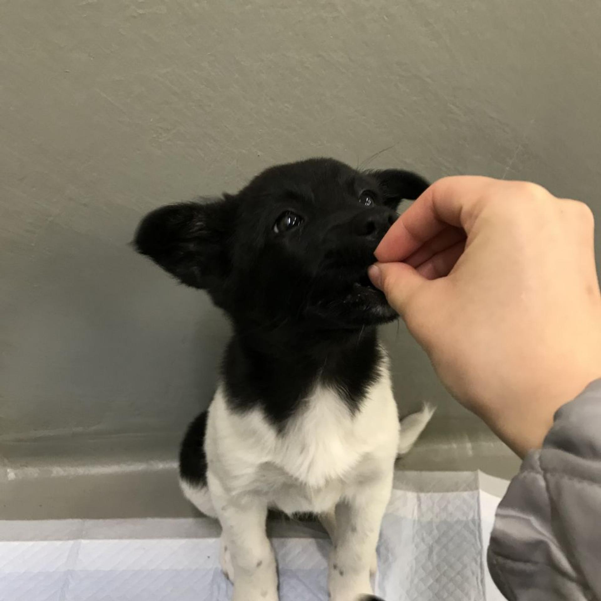 pet-image-2