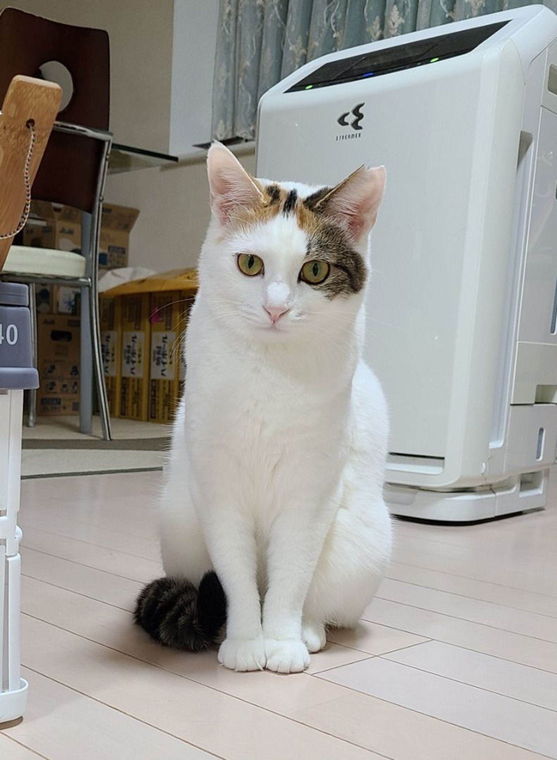 雑種（ミックス猫）・メスの里親募集の写真