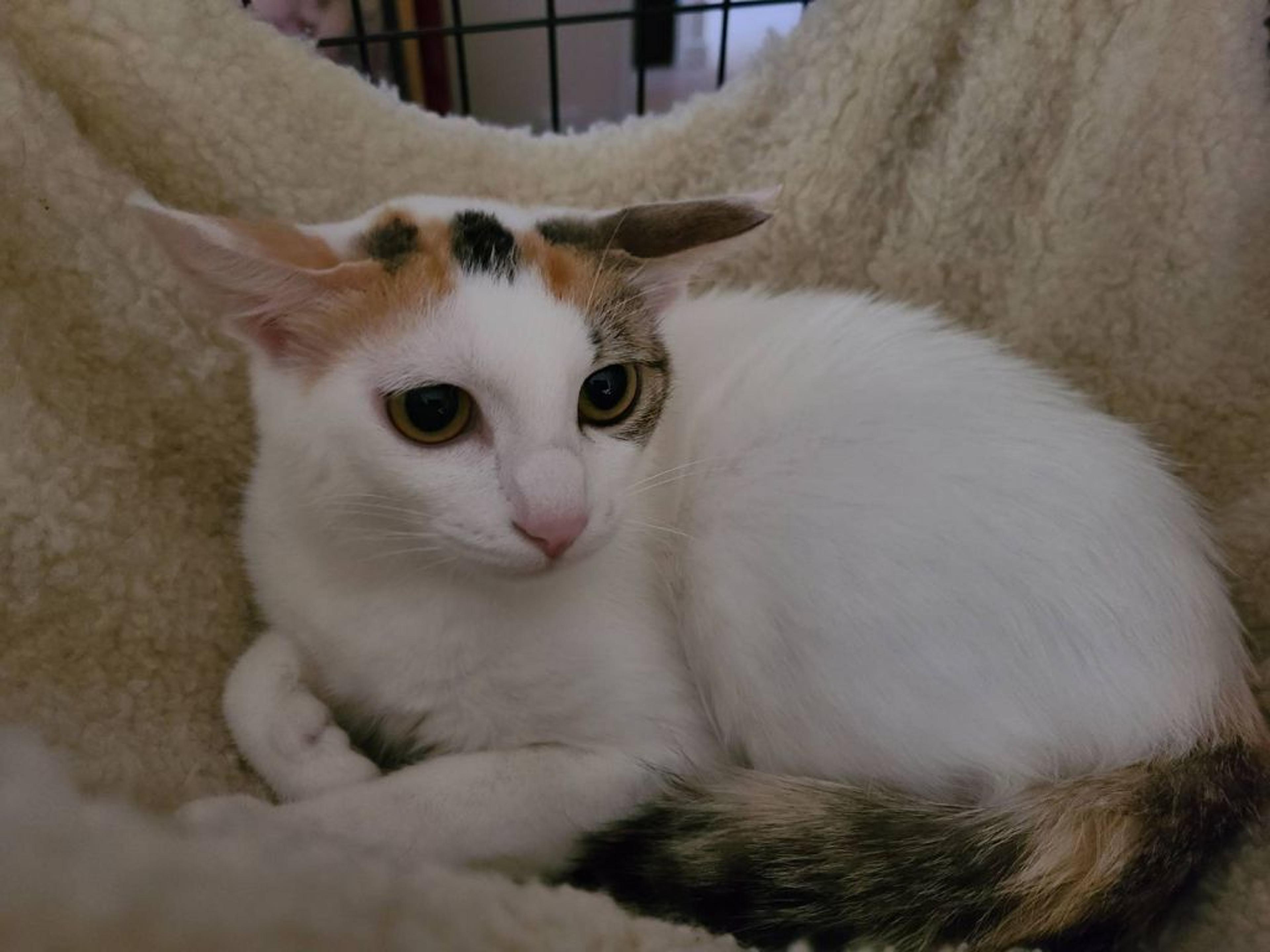 pet-image-2